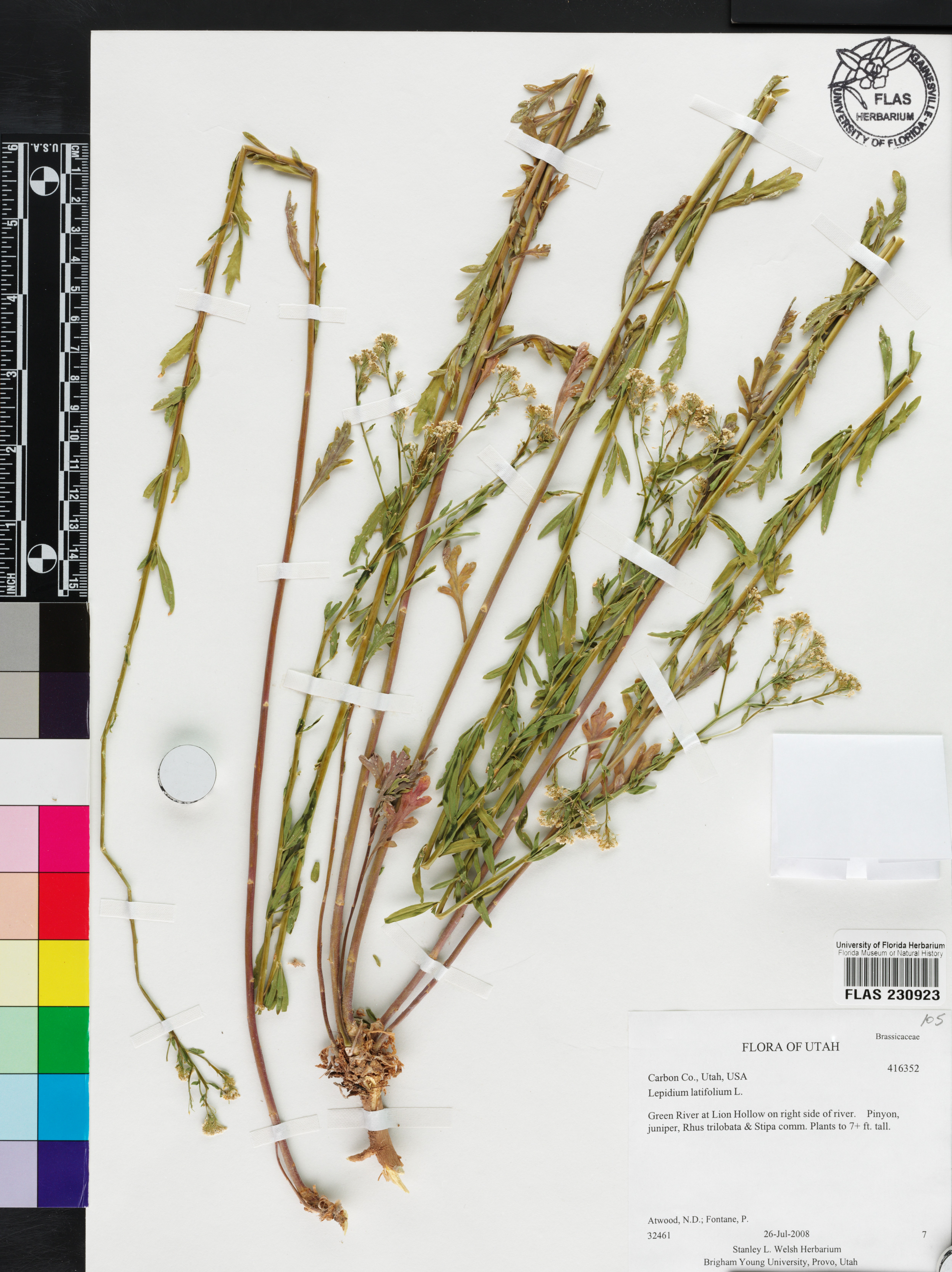 Lepidium latifolium image