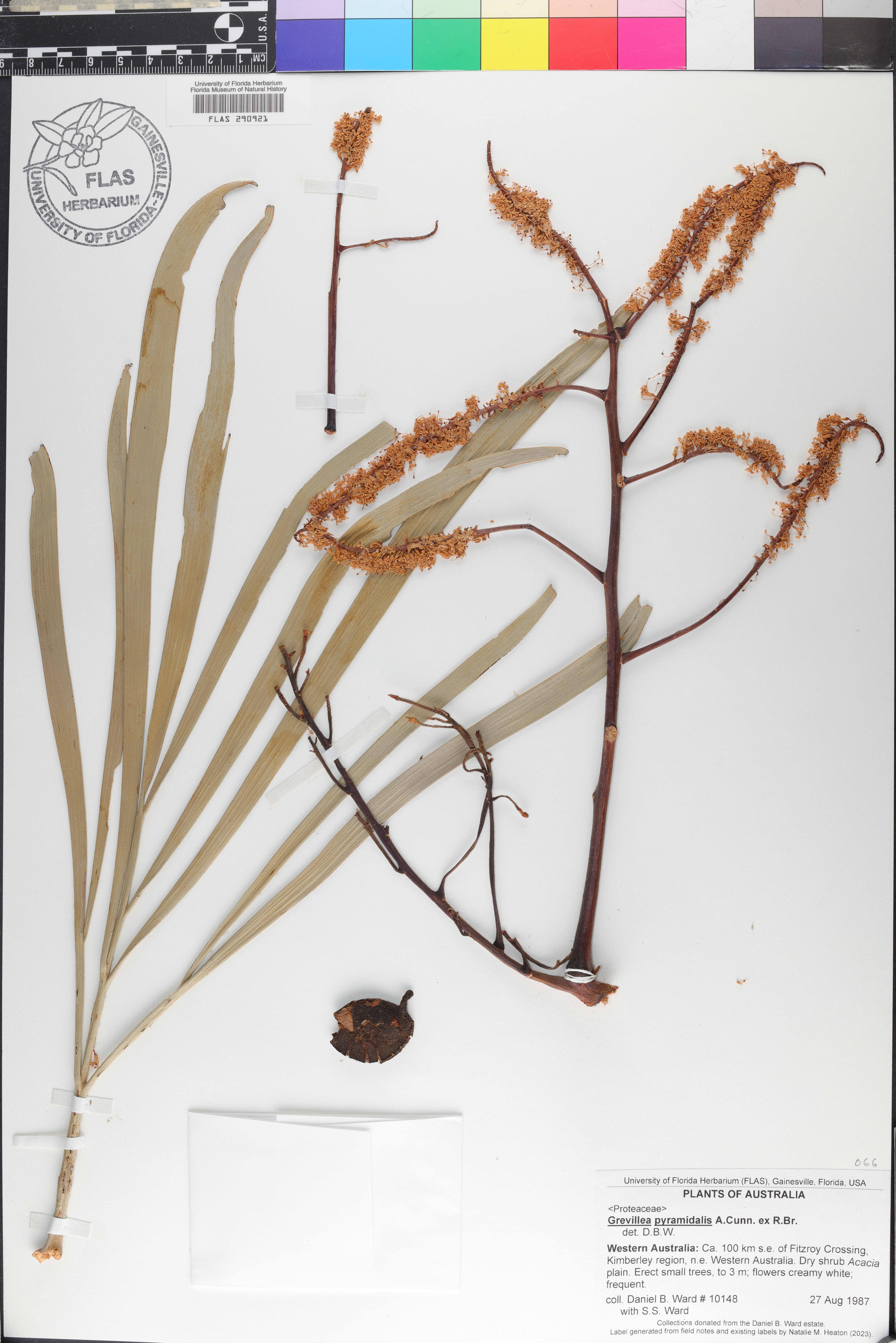 Grevillea pyramidalis image