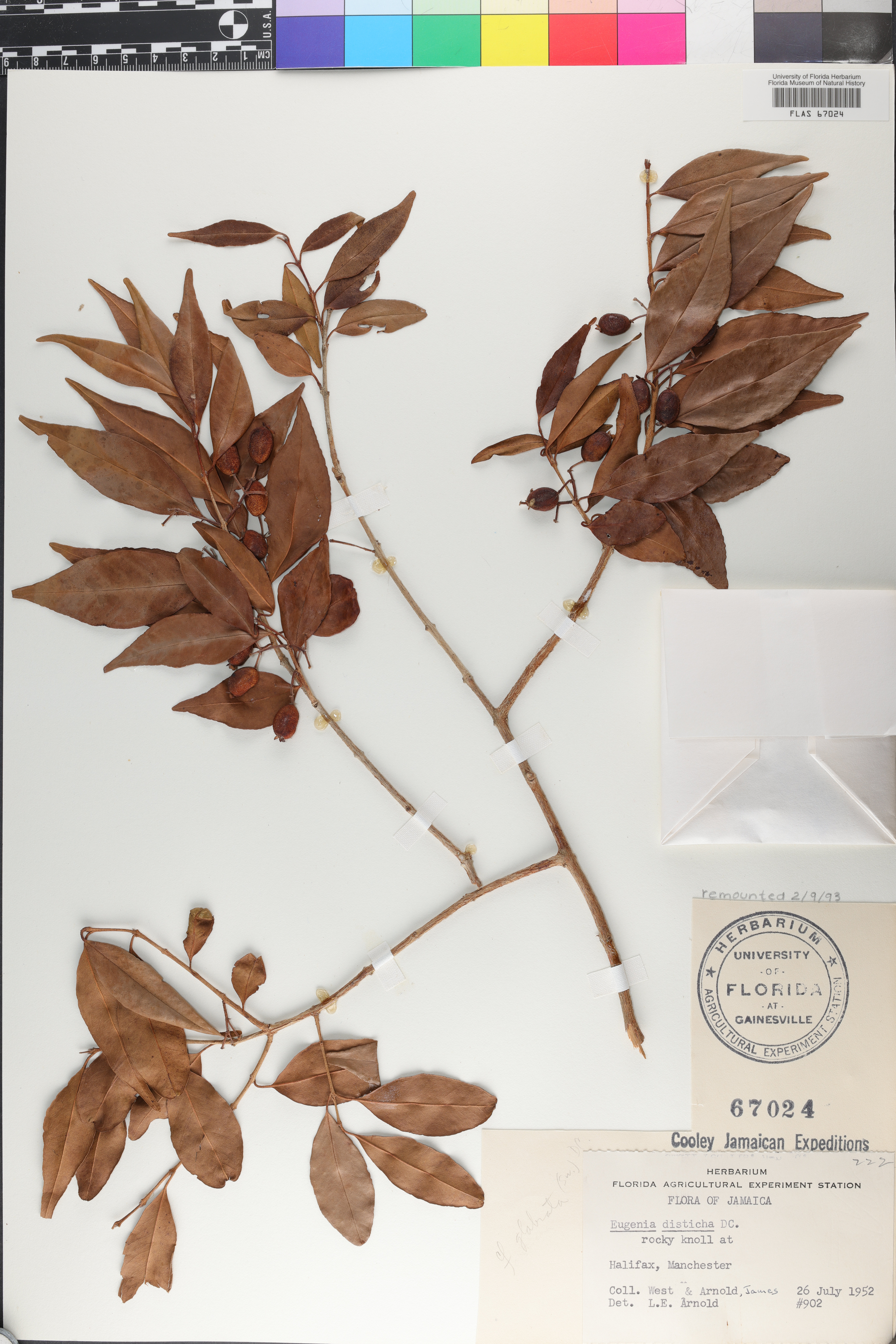 Eugenia disticha image