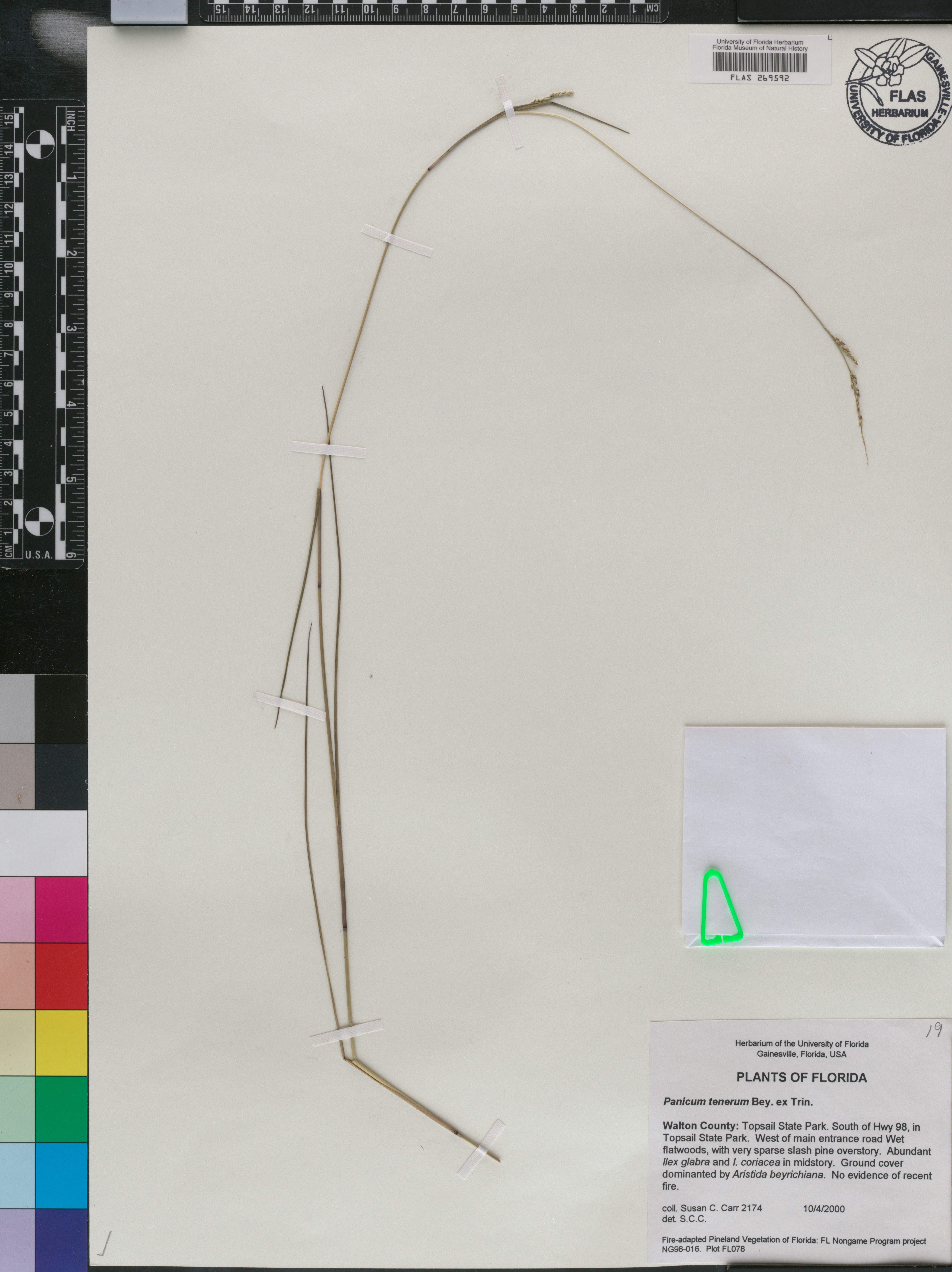 Panicum tenerum image
