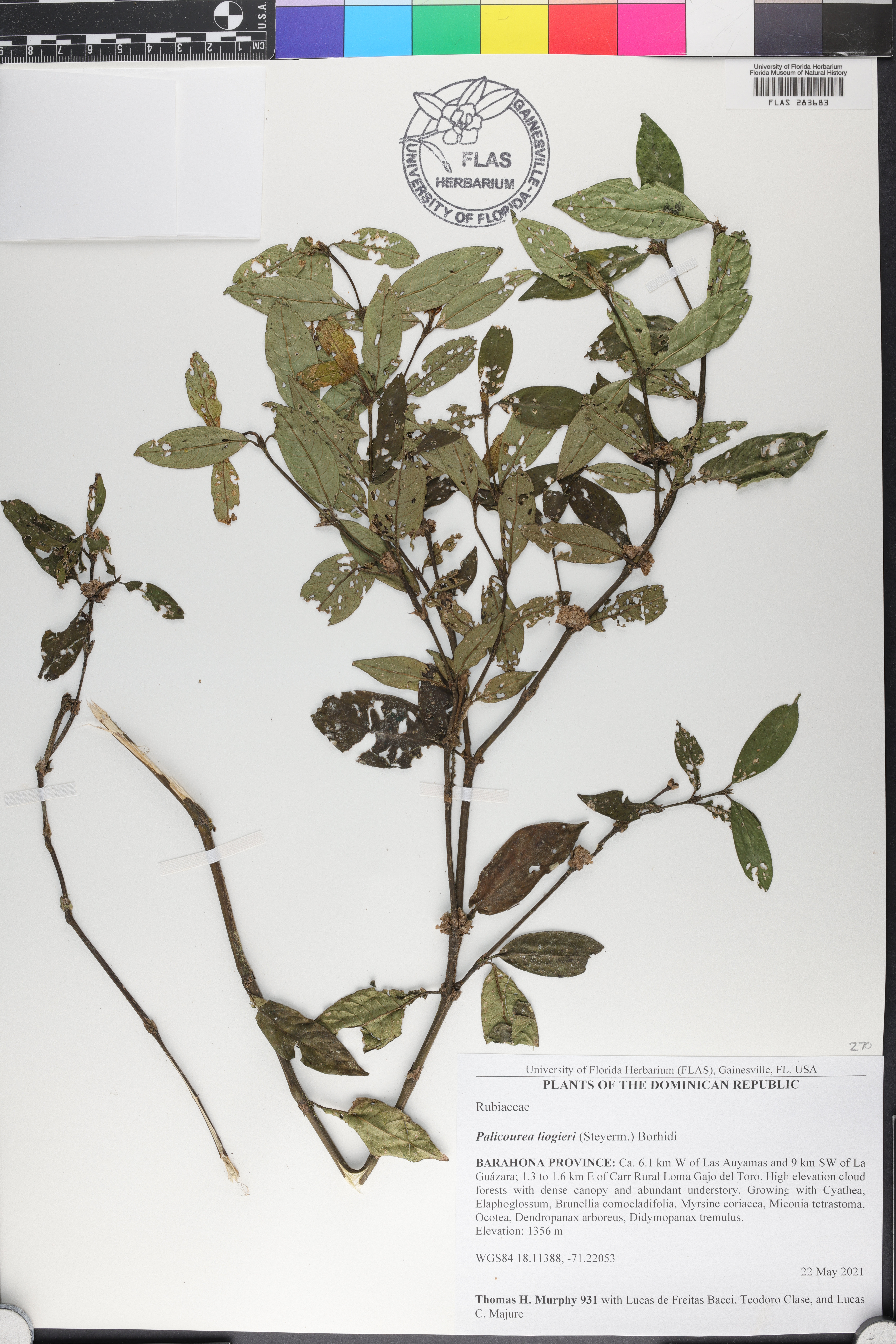 Palicourea liogieri image
