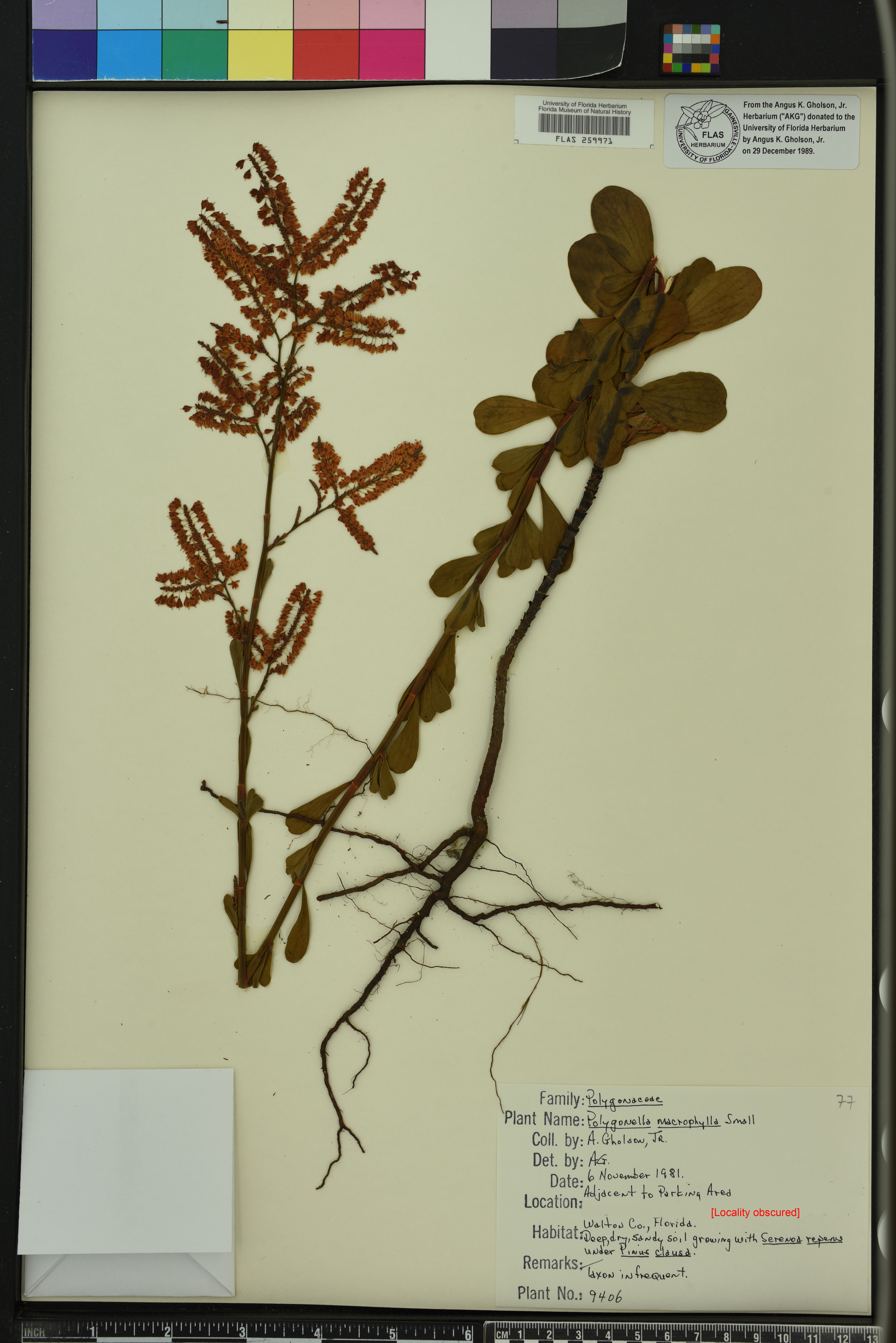 Polygonella macrophylla image