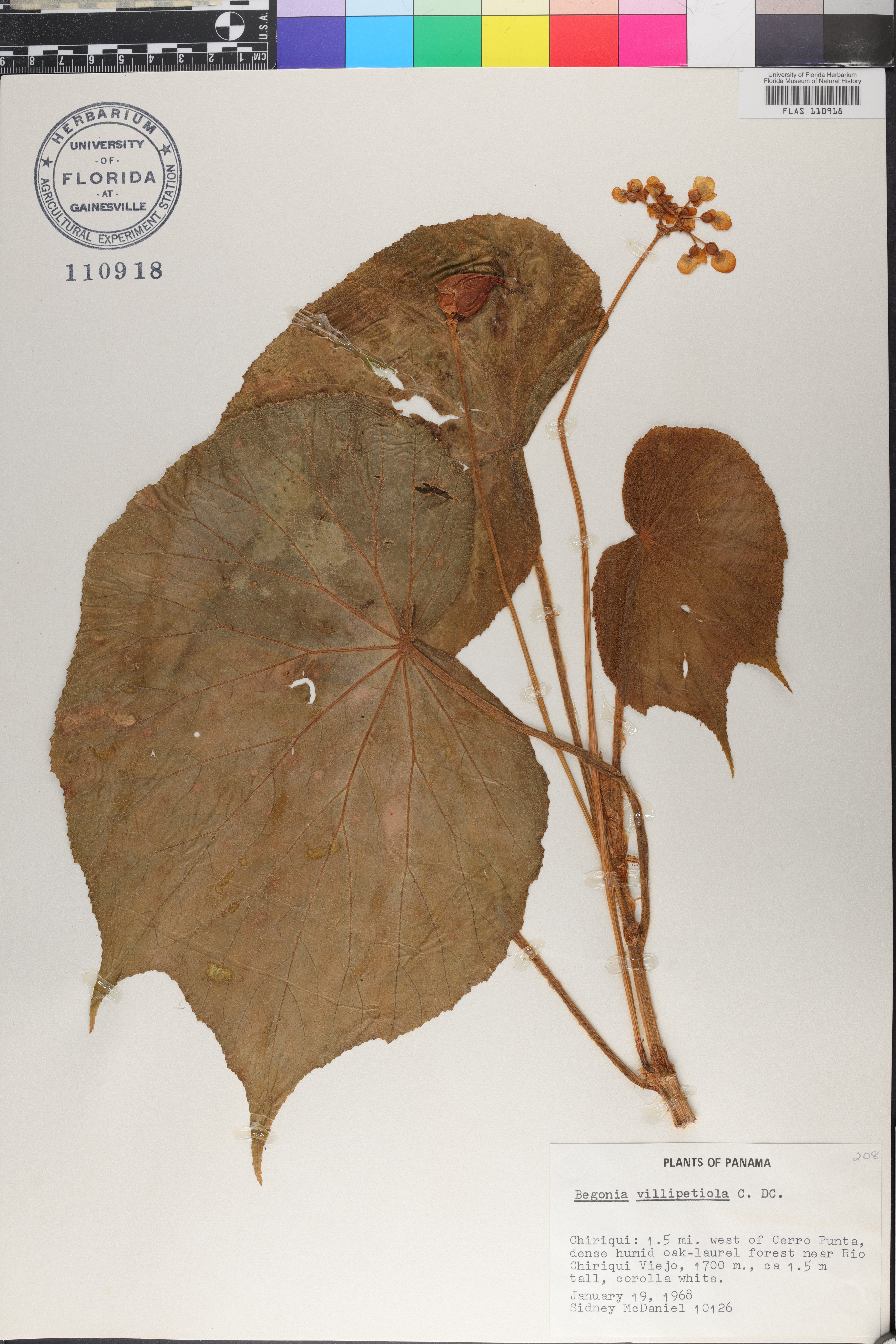 Begonia villipetiola image