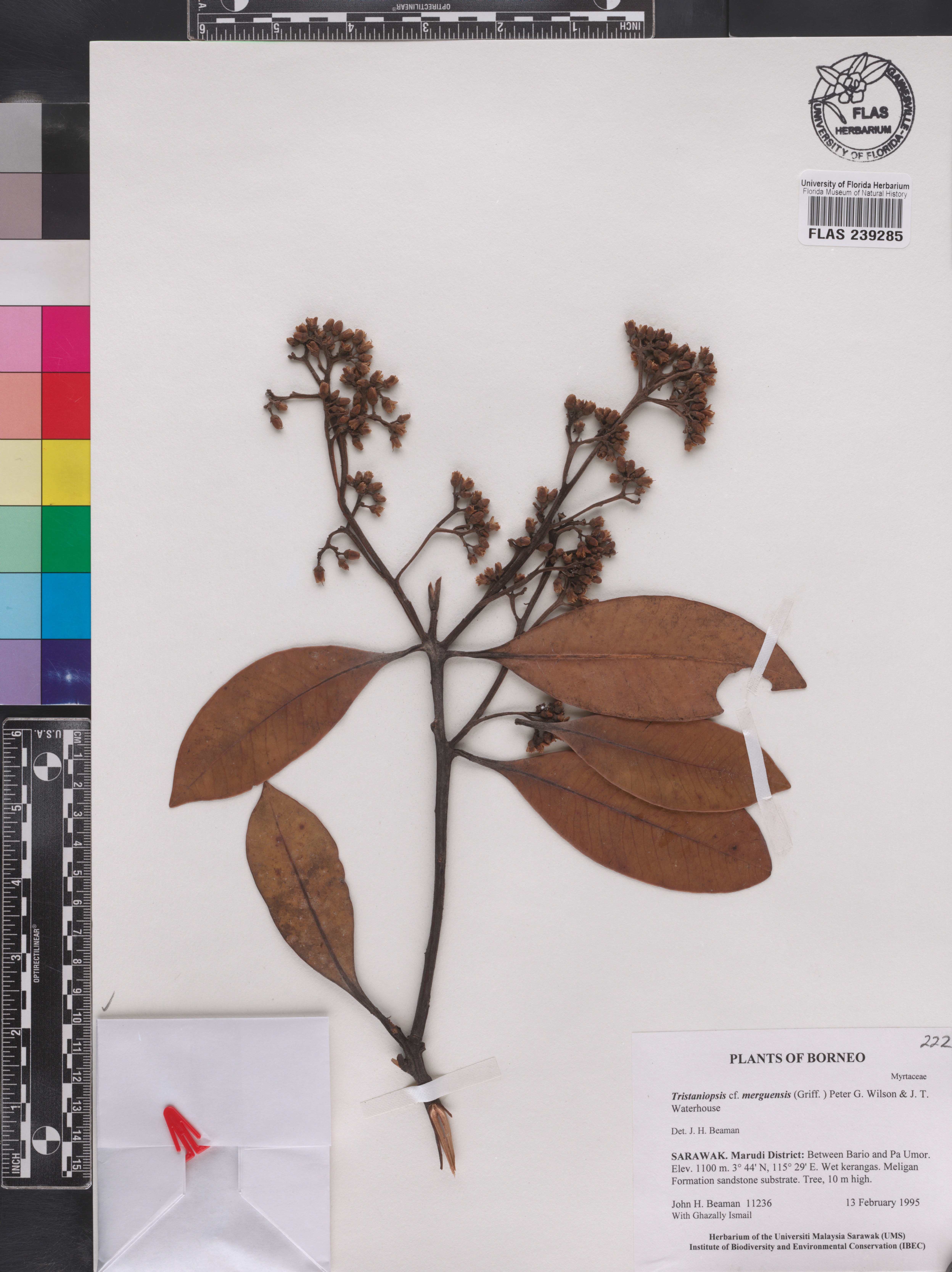 Tristaniopsis merguensis image