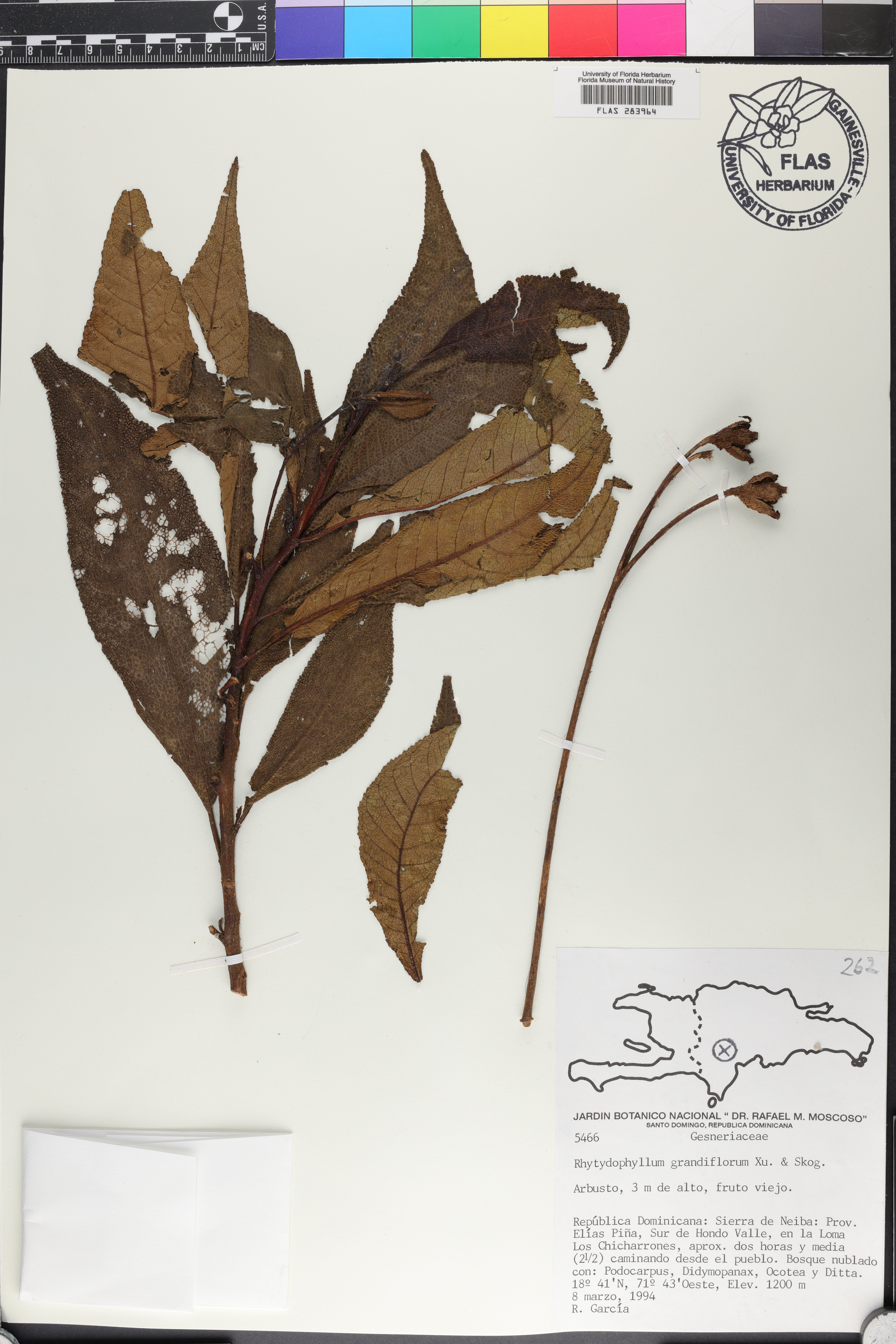 Rhytidophyllum grandiflorum image