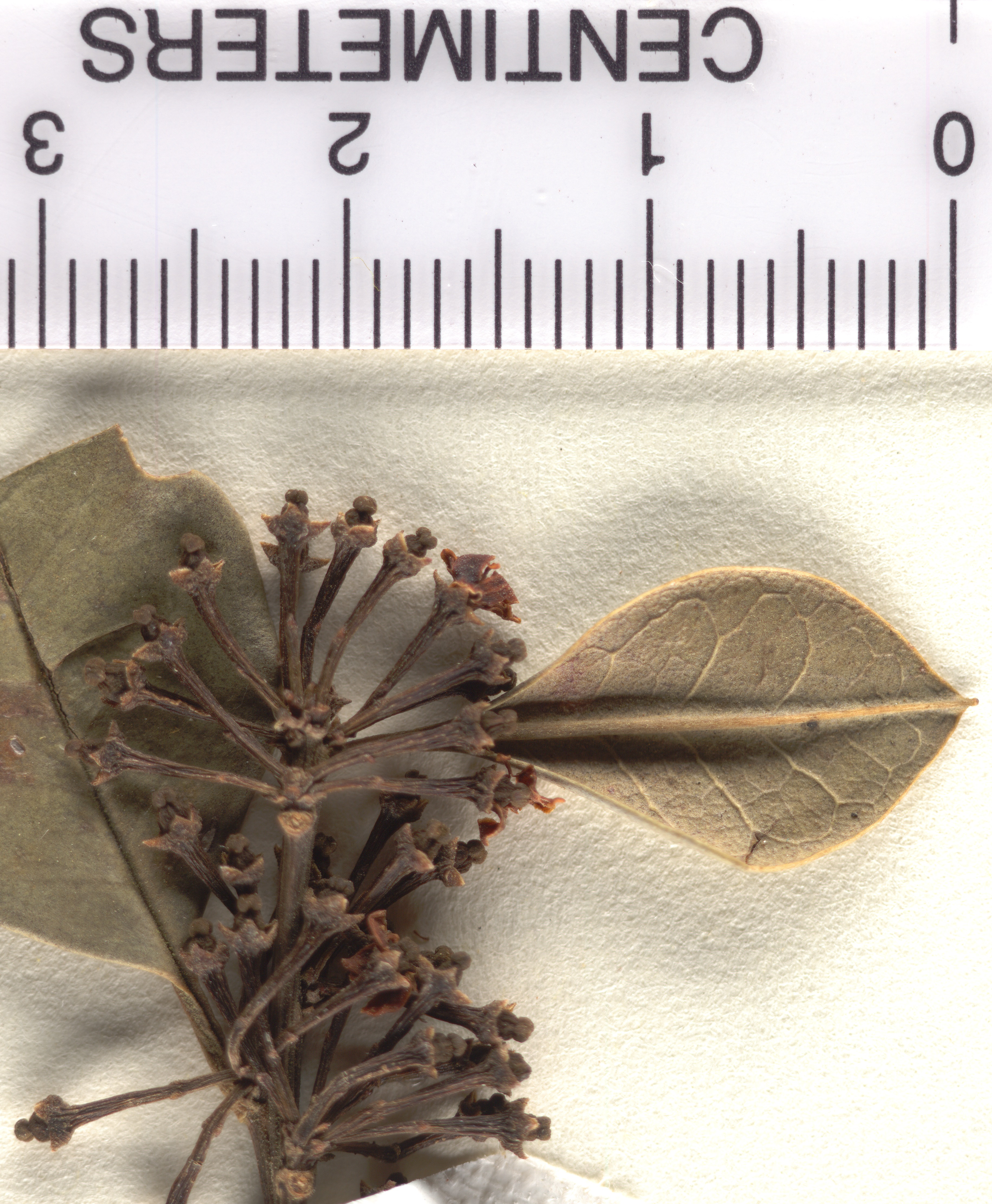 Ilex blancheana image