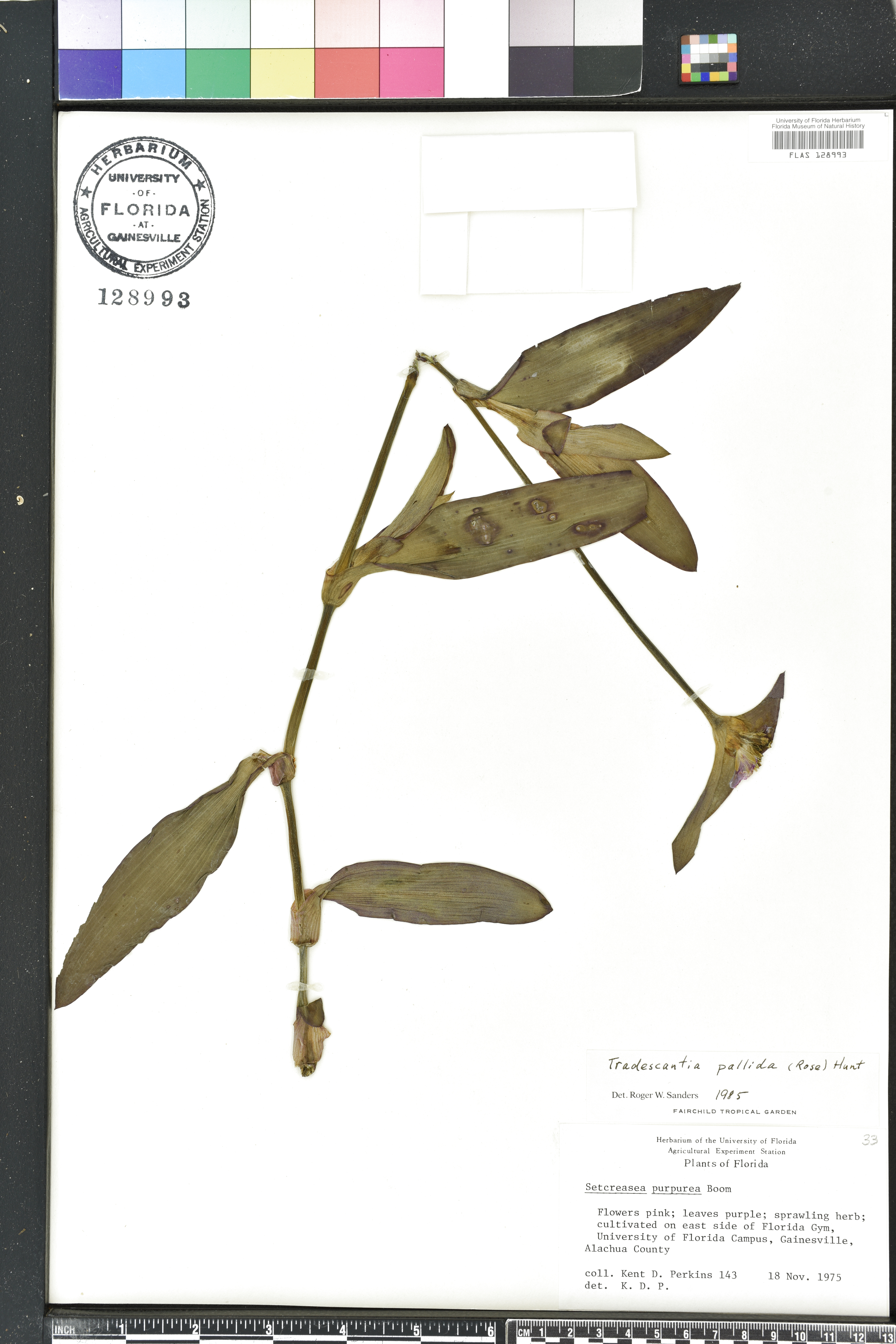 Tradescantia pallida image