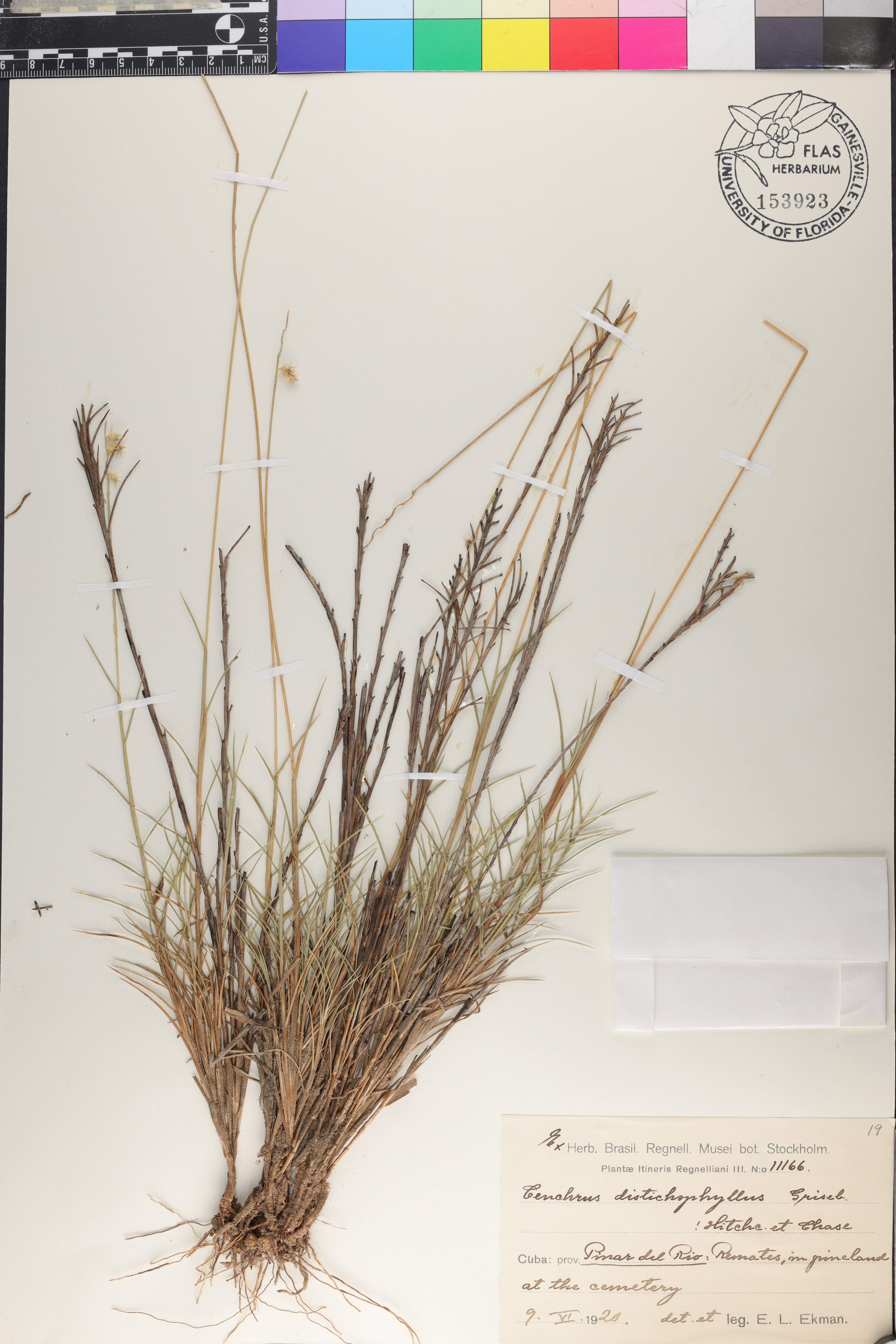 Cenchrus distichophyllus image