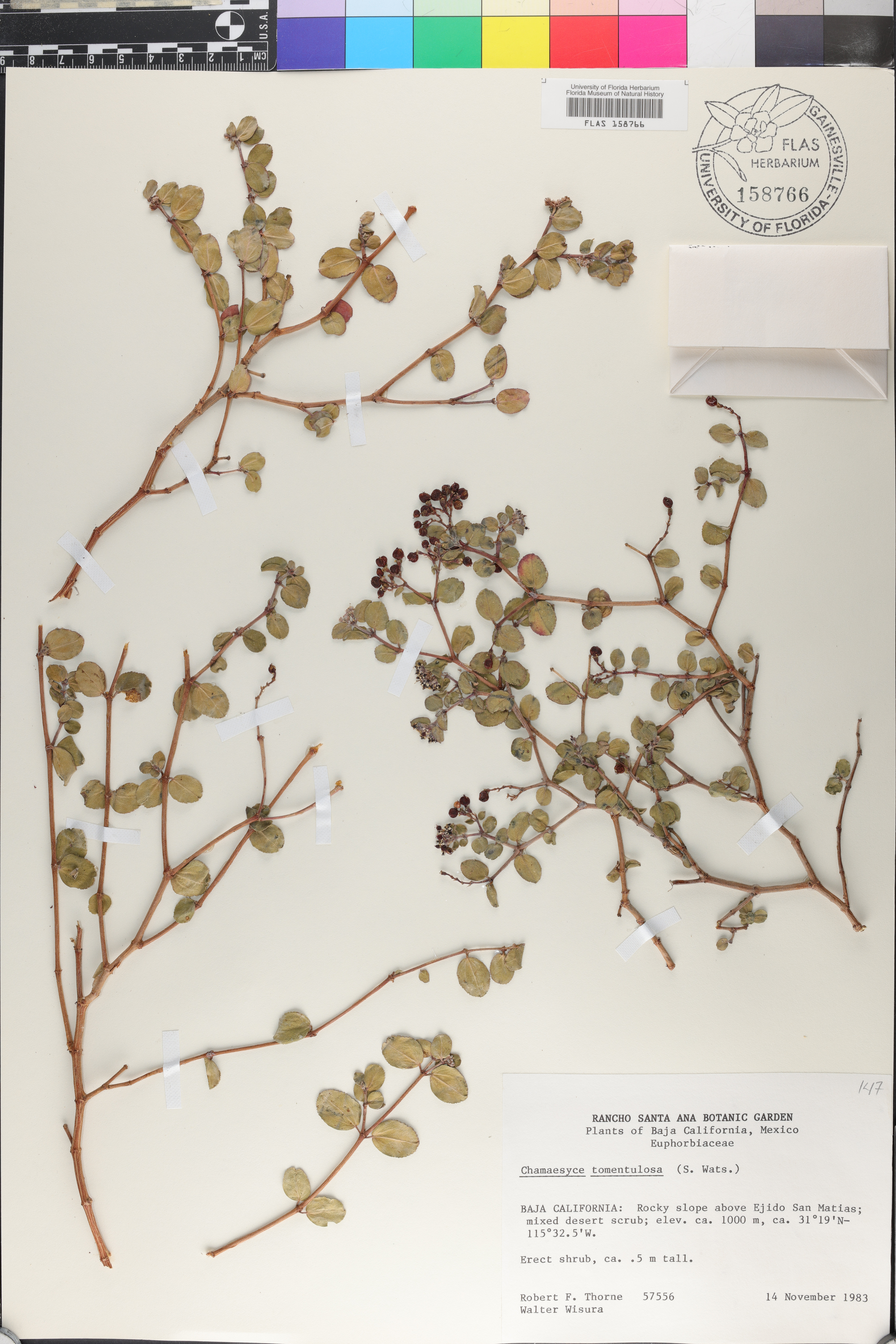 Chamaesyce tomentulosa image