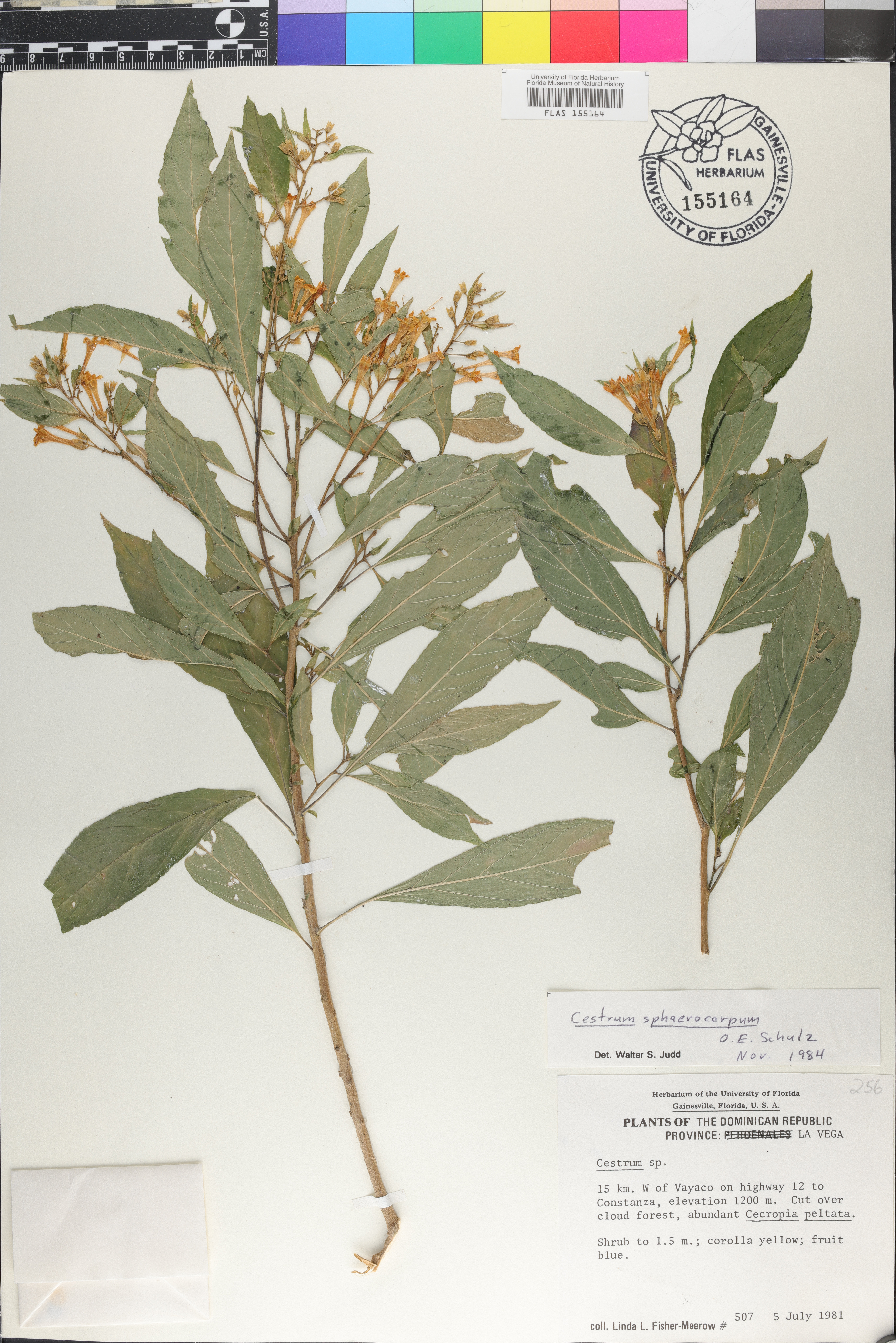 Cestrum sphaerocarpum image