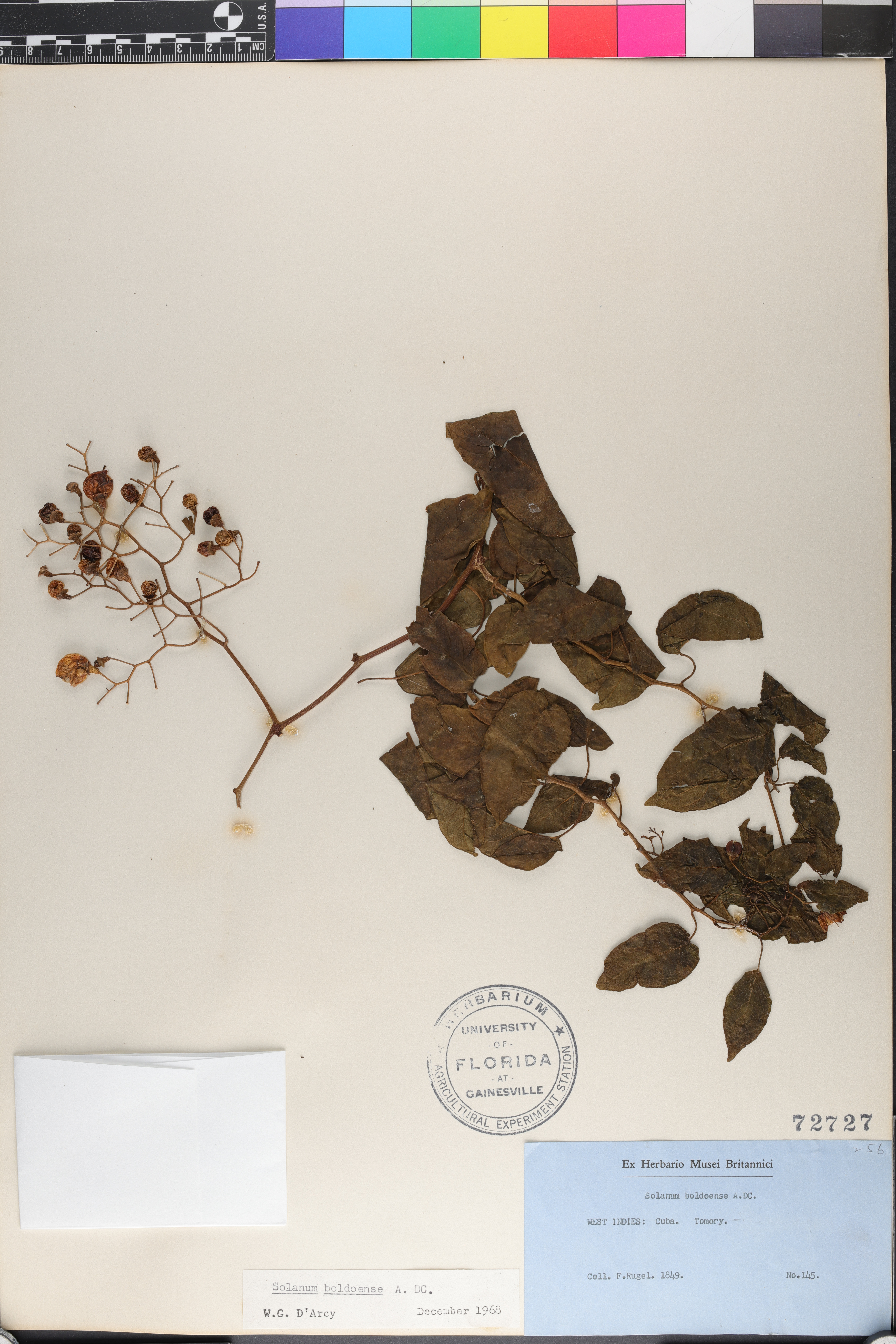 Solanum boldoense image