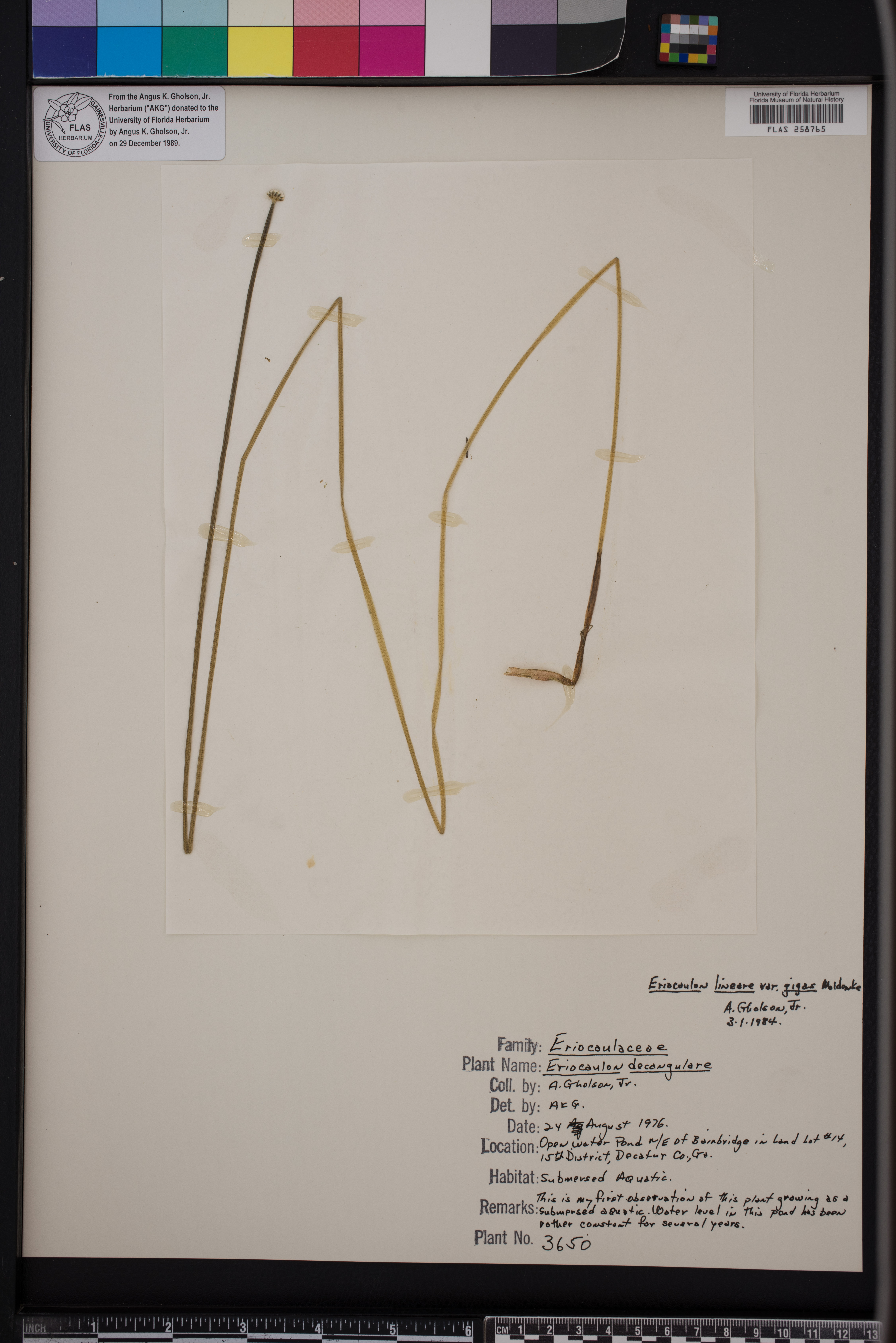 Eriocaulon lineare var. gigas image
