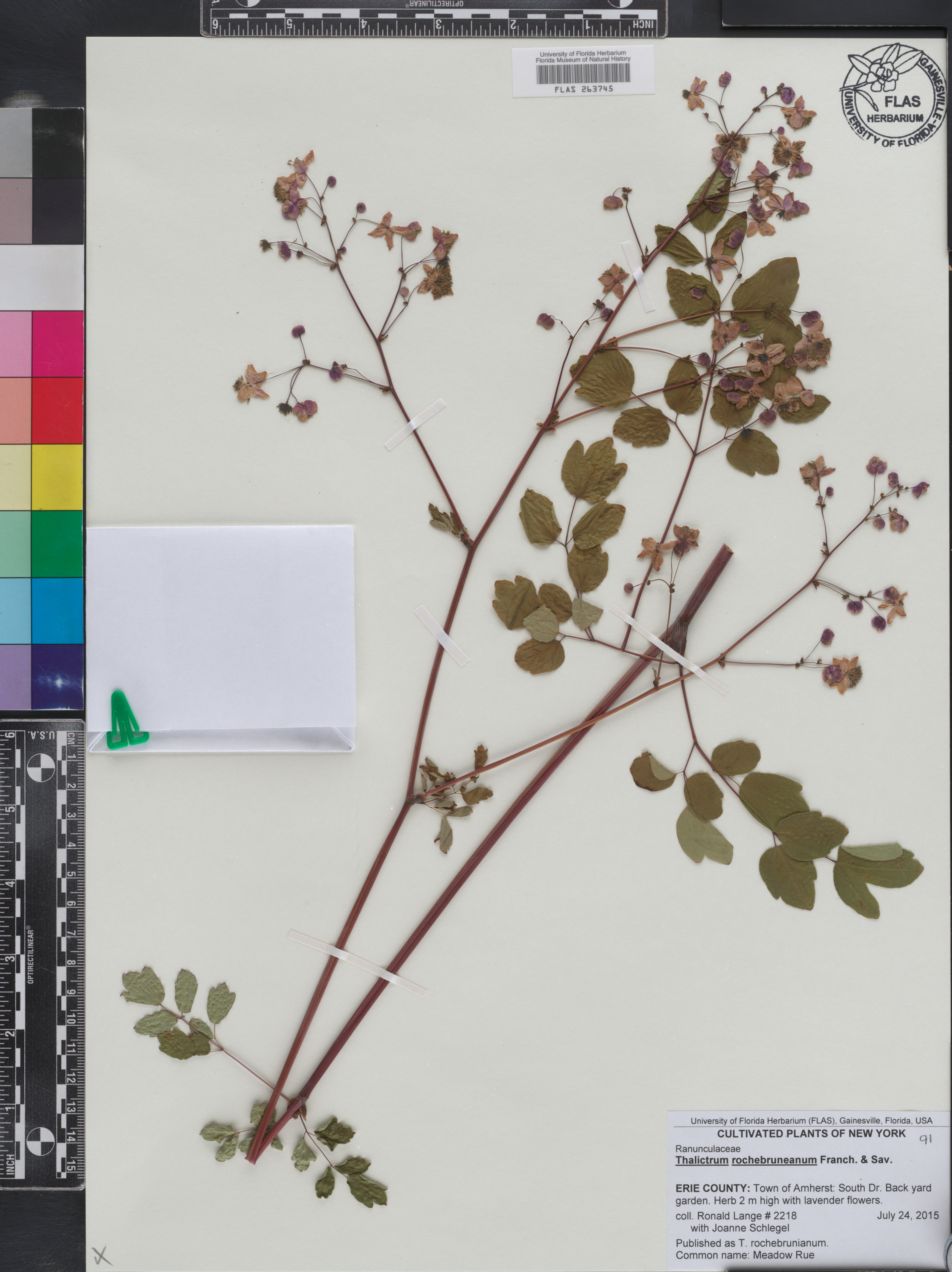 Thalictrum rochebruneanum image