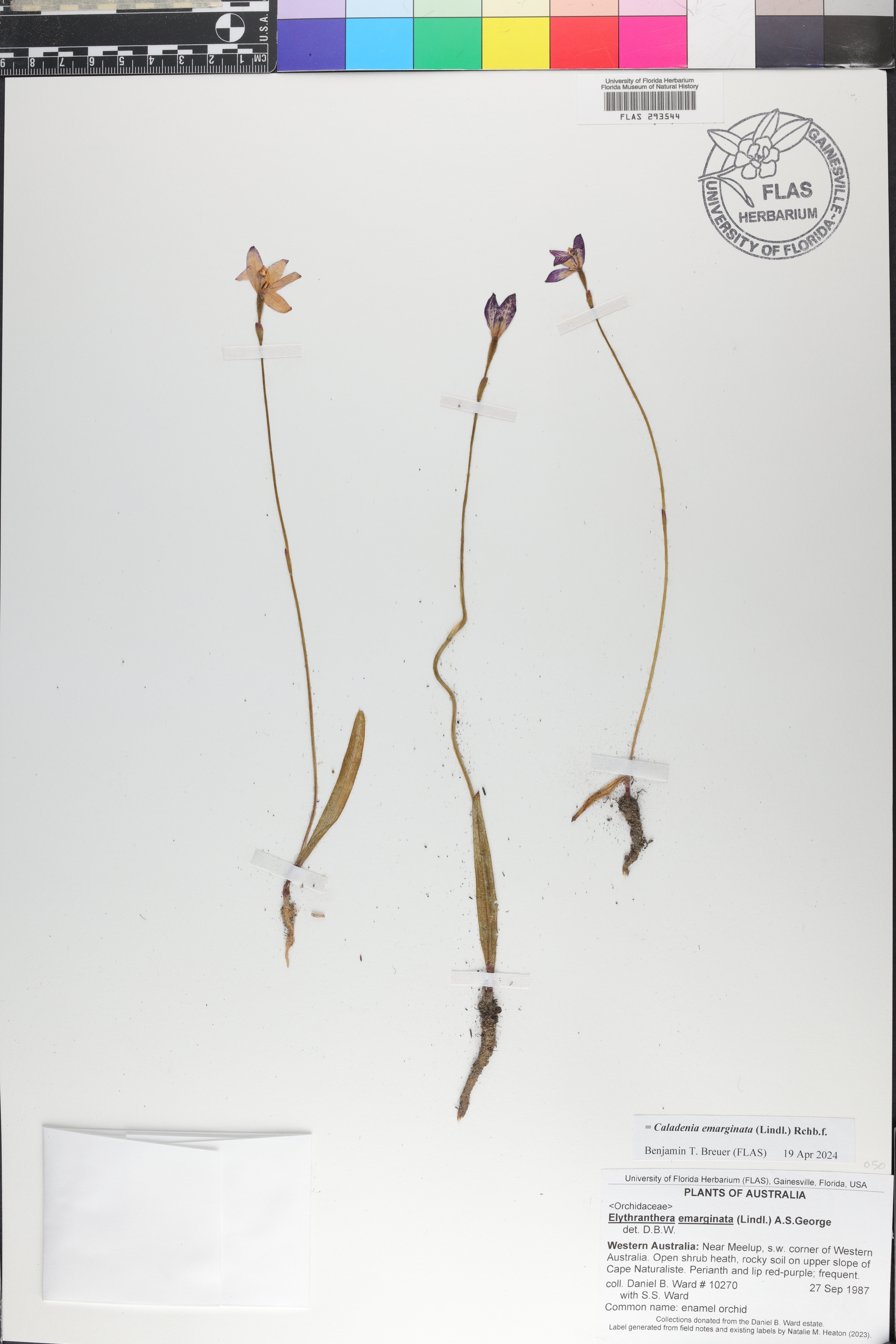 Caladenia emarginata image