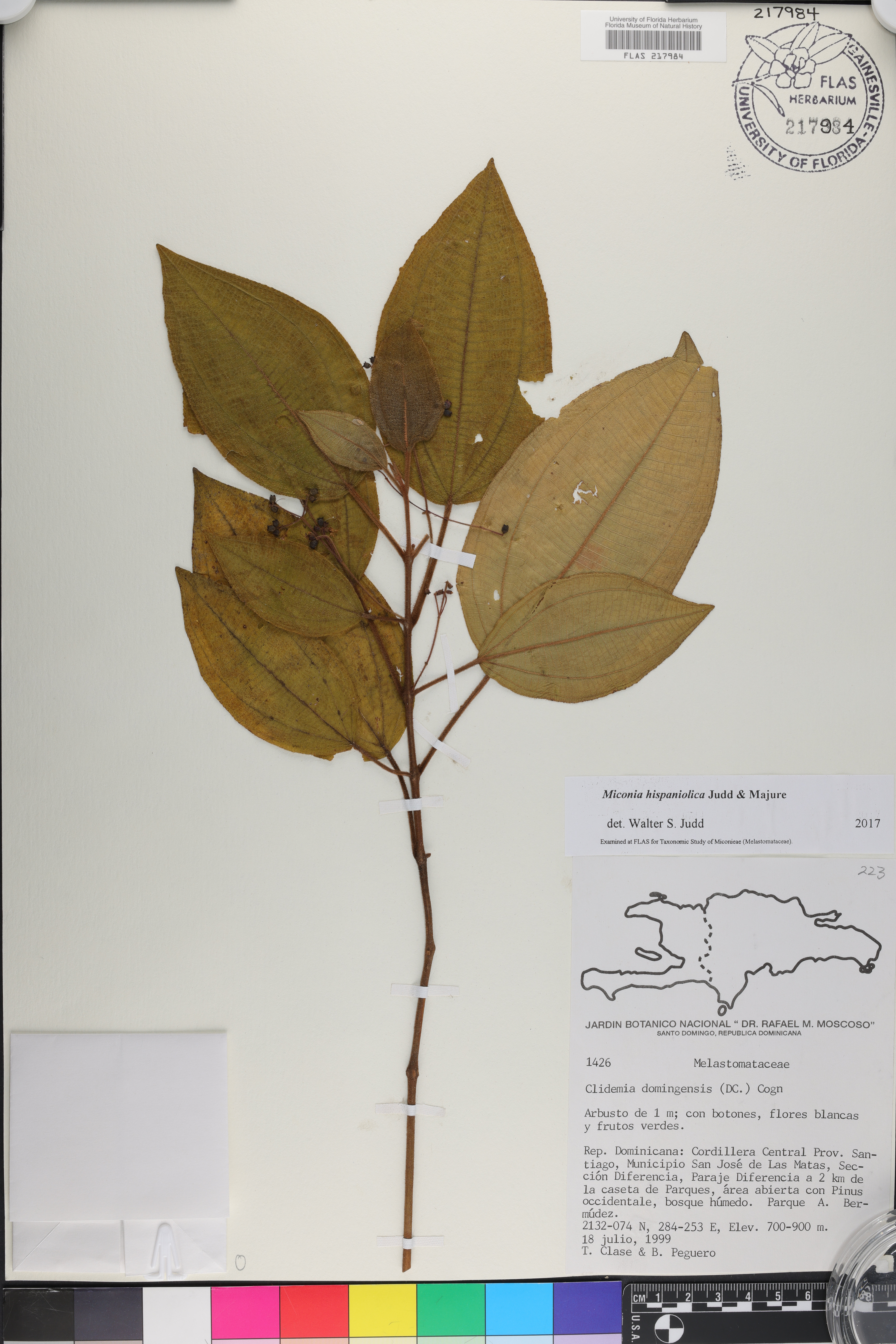 Miconia hispaniolica image