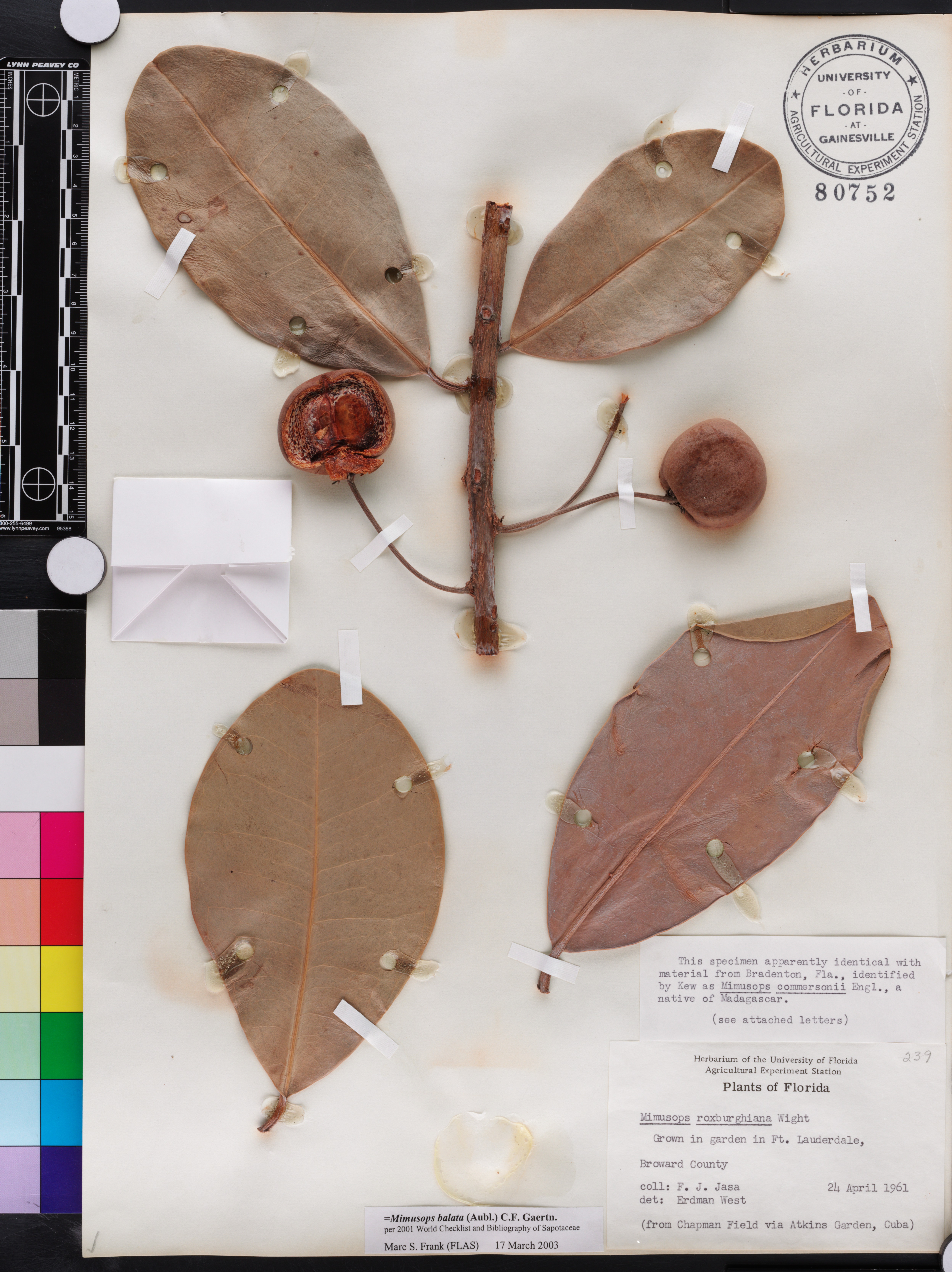 Mimusops balata image