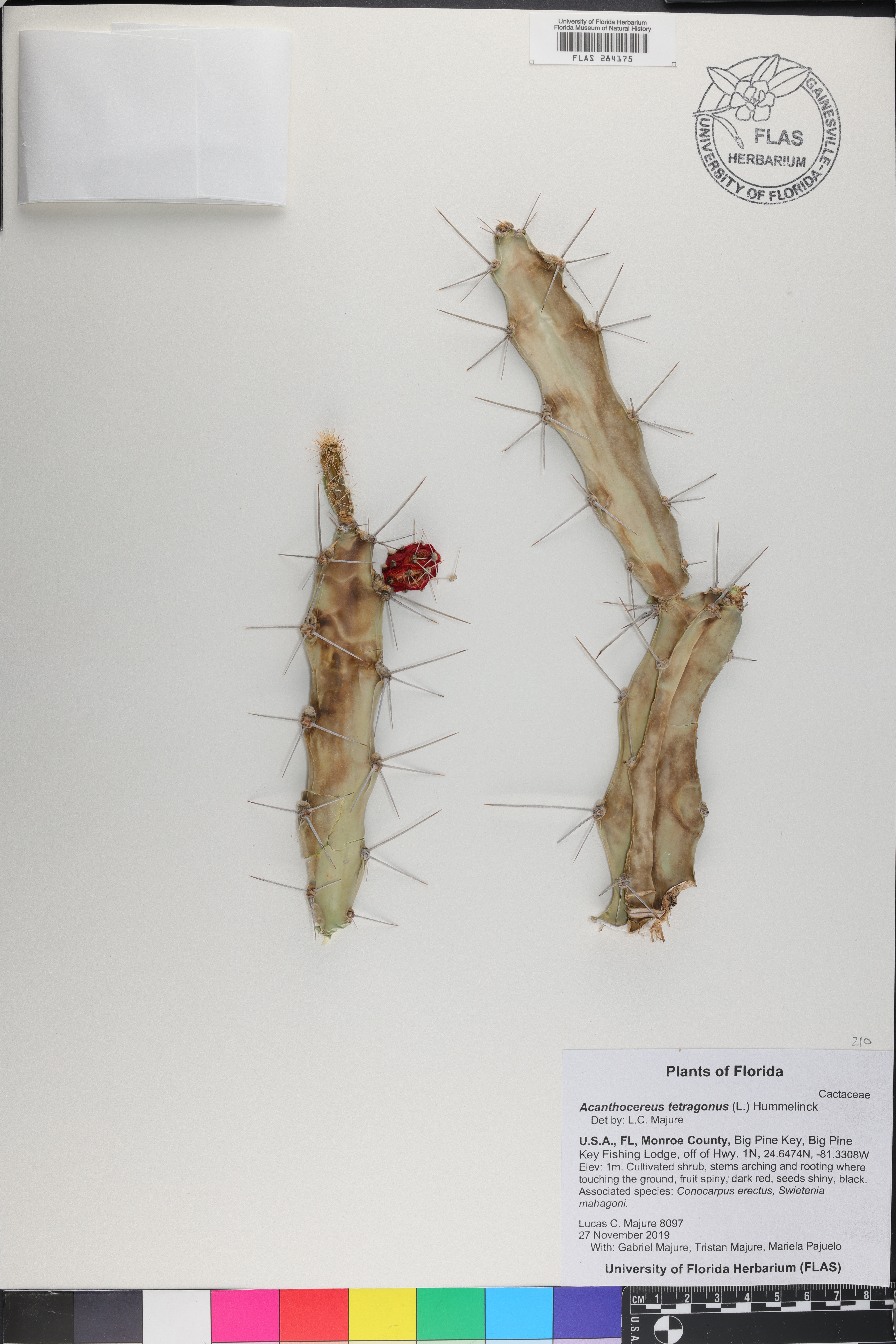 Acanthocereus tetragonus image
