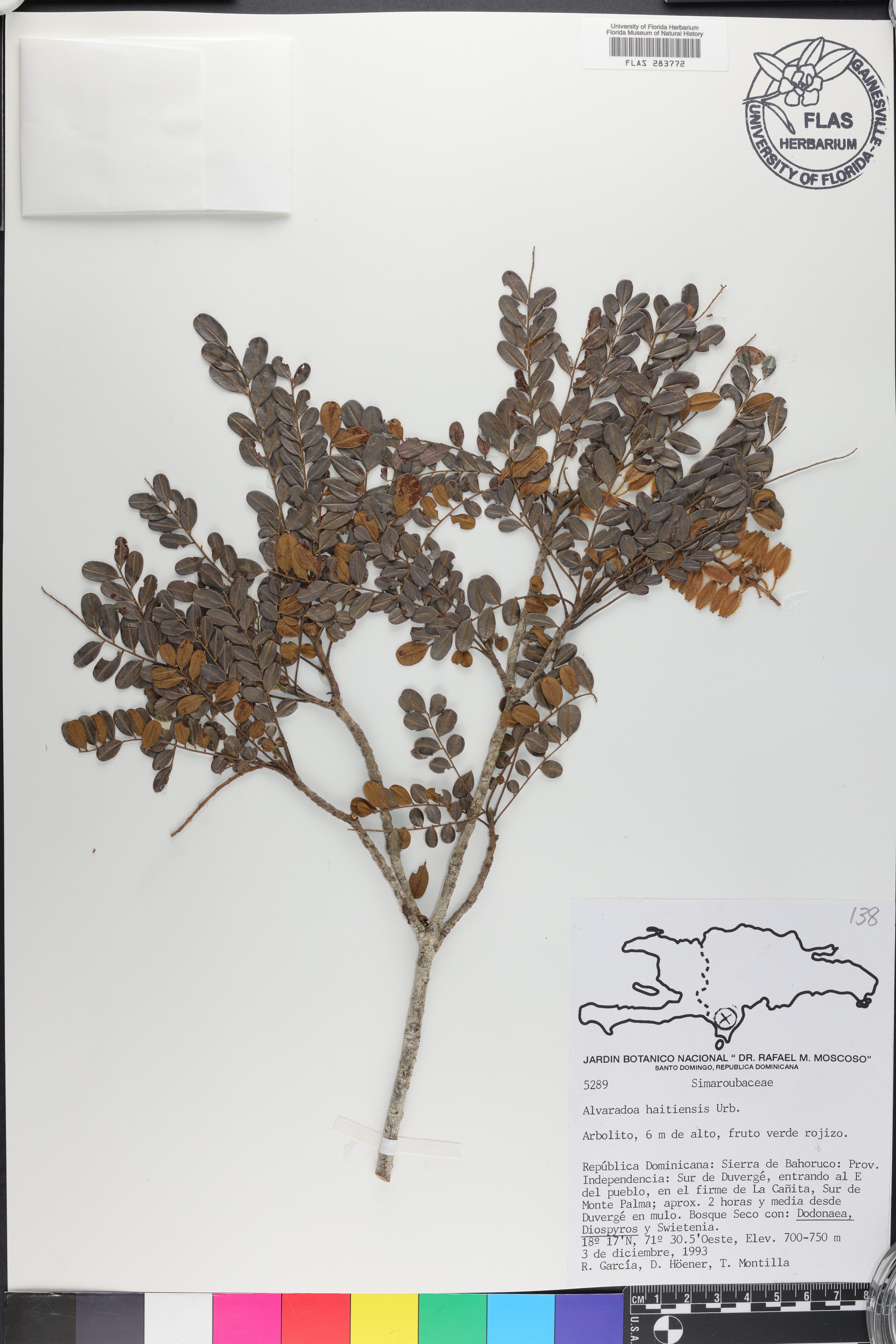 Alvaradoa haitiensis image