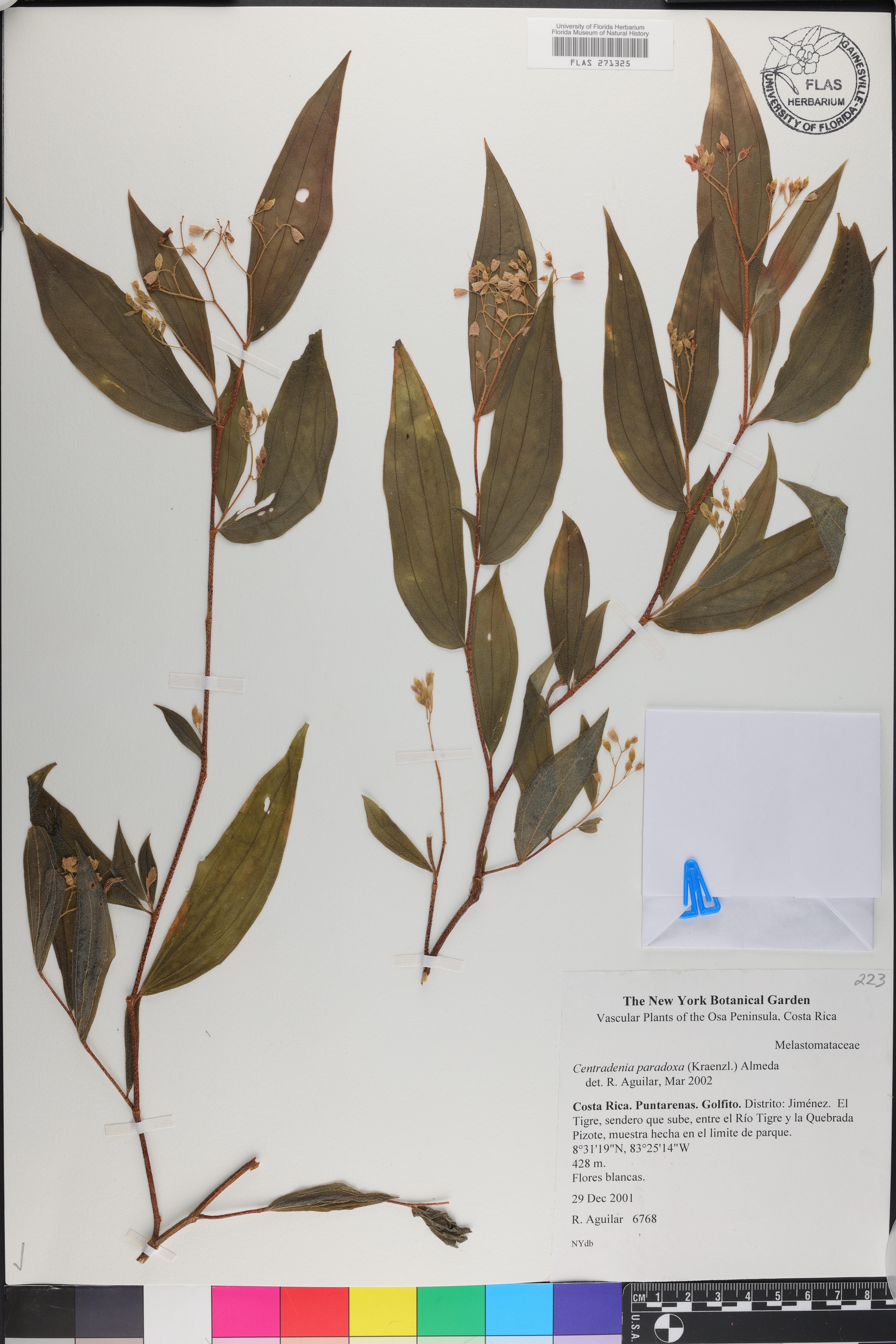 Centradenia paradoxa image