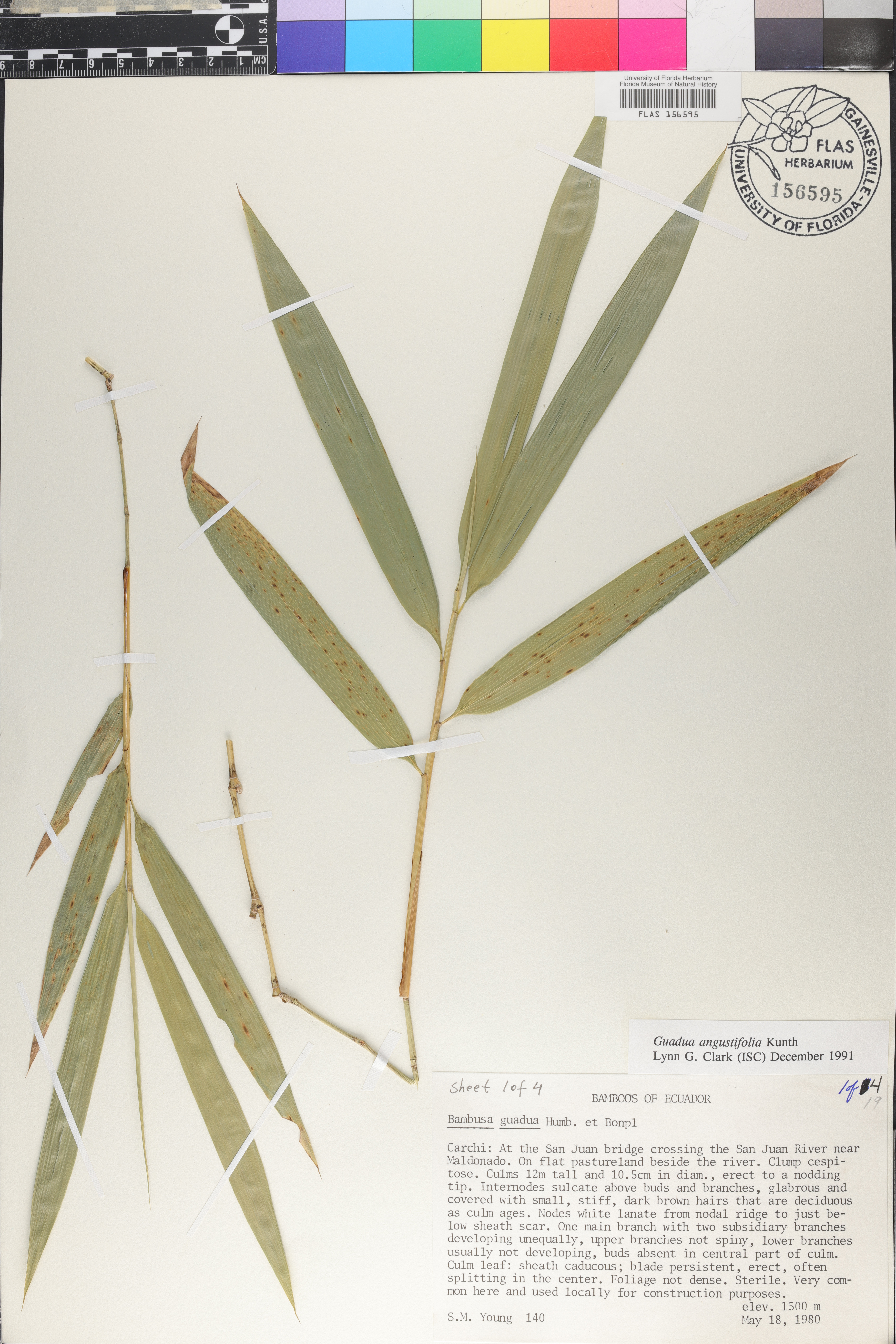 Guadua angustifolia image