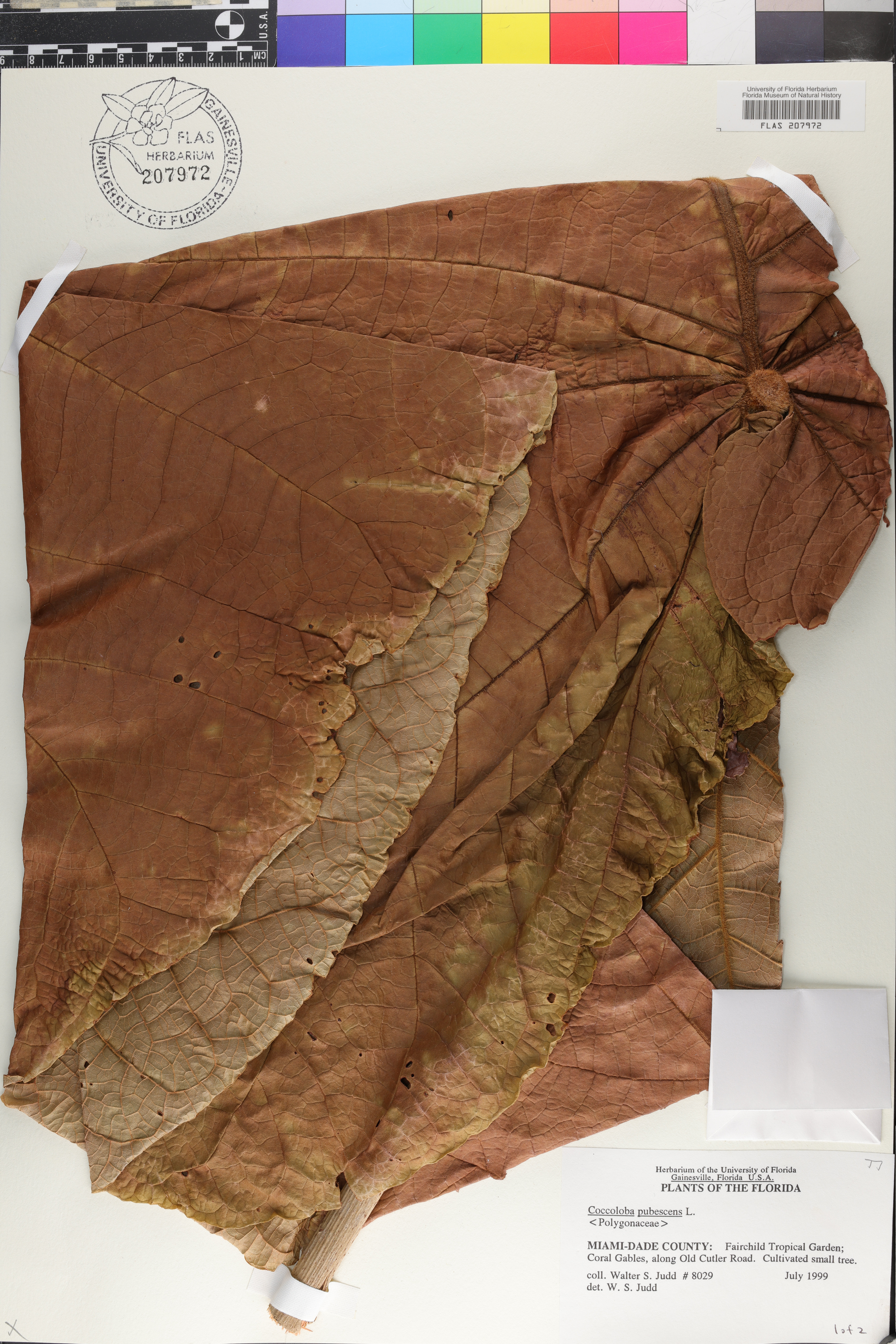 Coccoloba pubescens image
