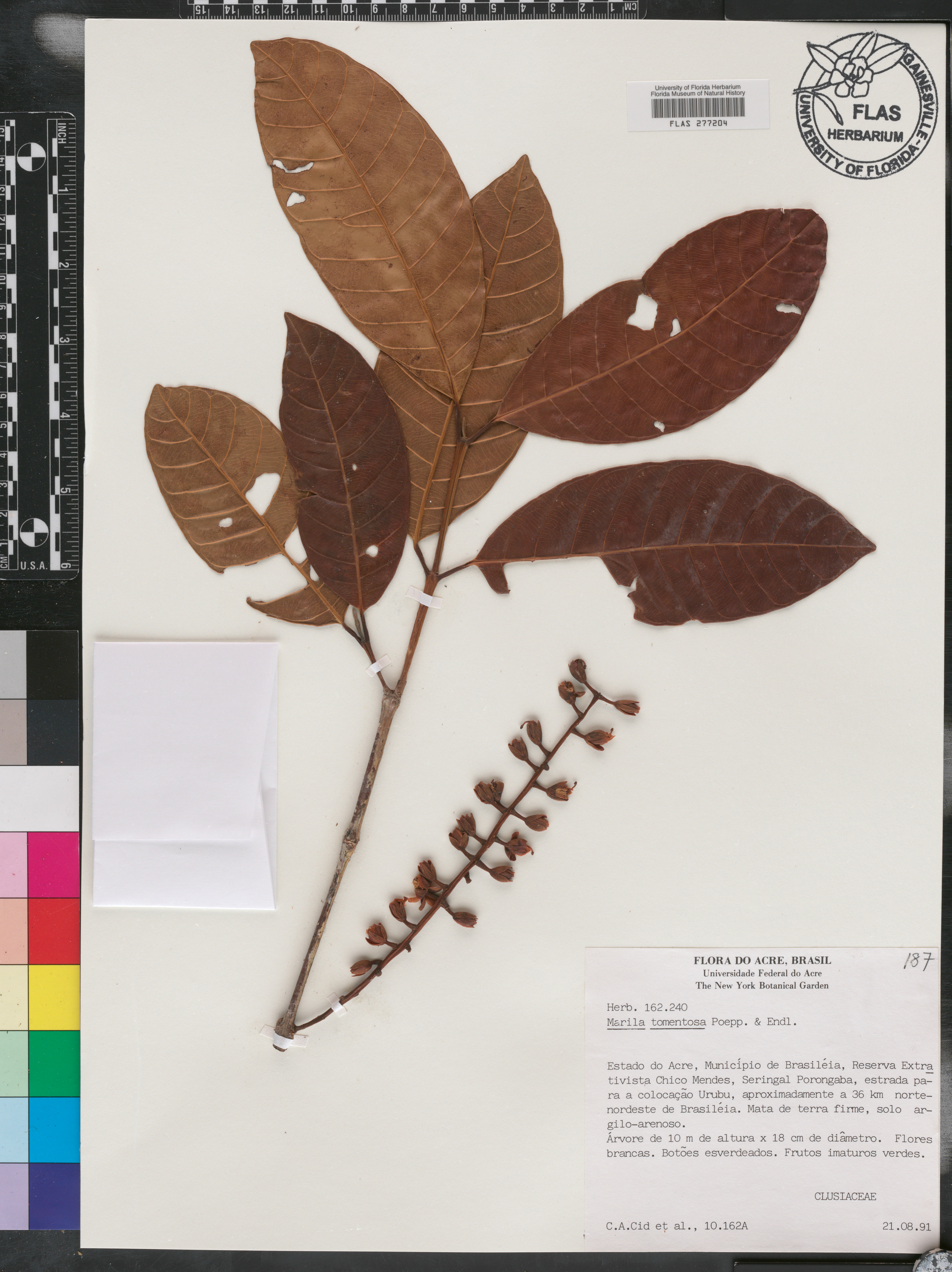 Marila tomentosa image