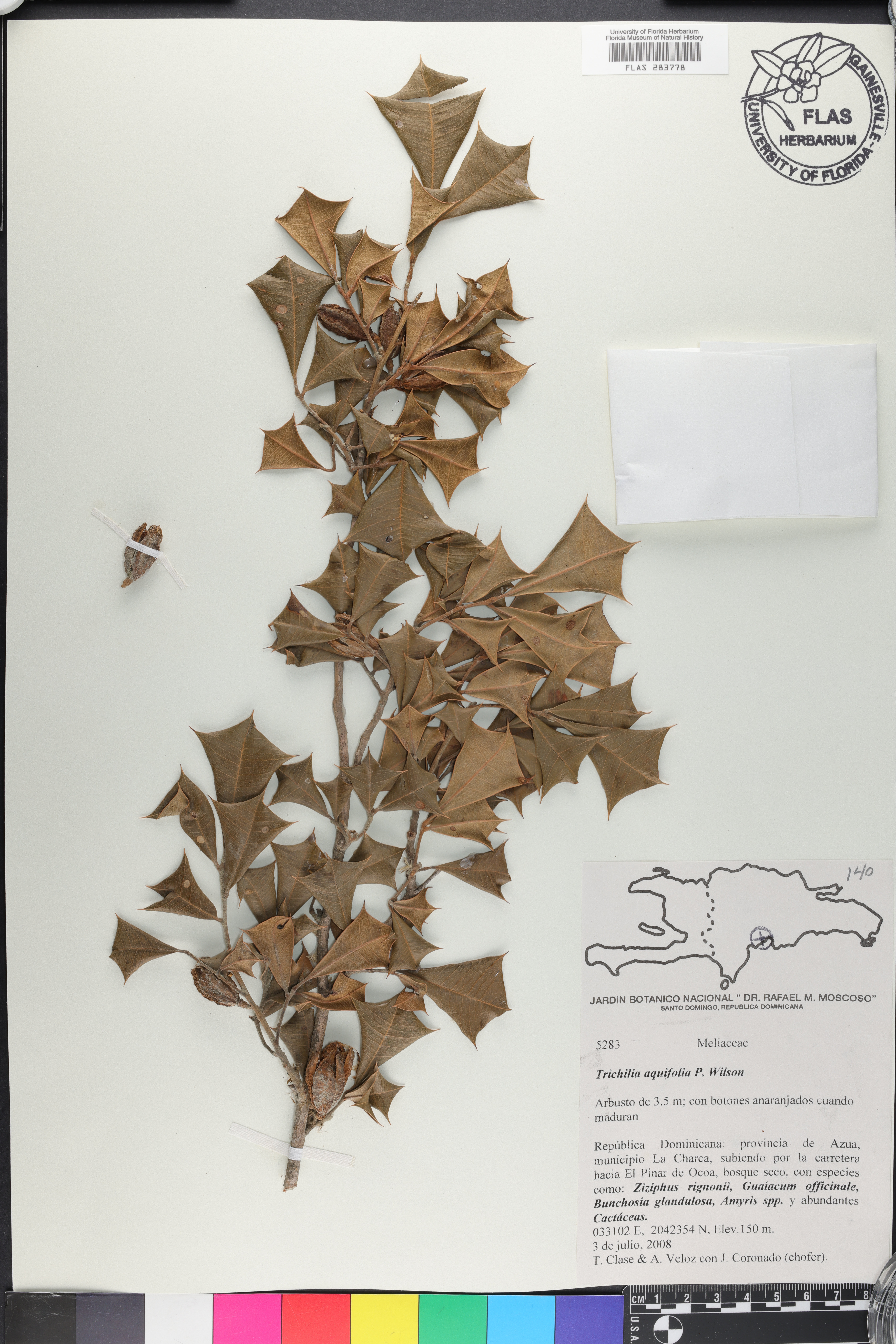 Trichilia aquifolia image
