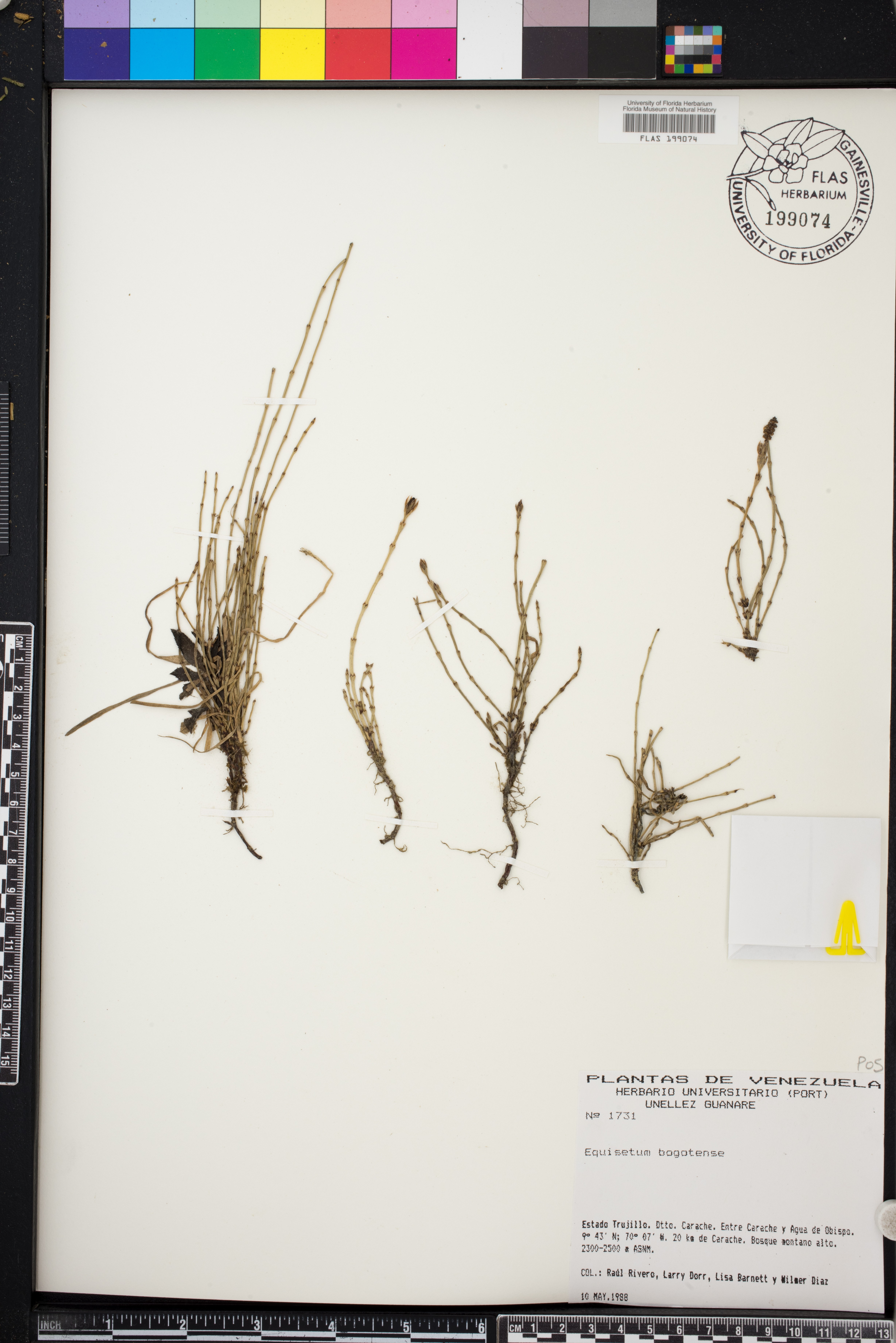 Equisetum bogotense image