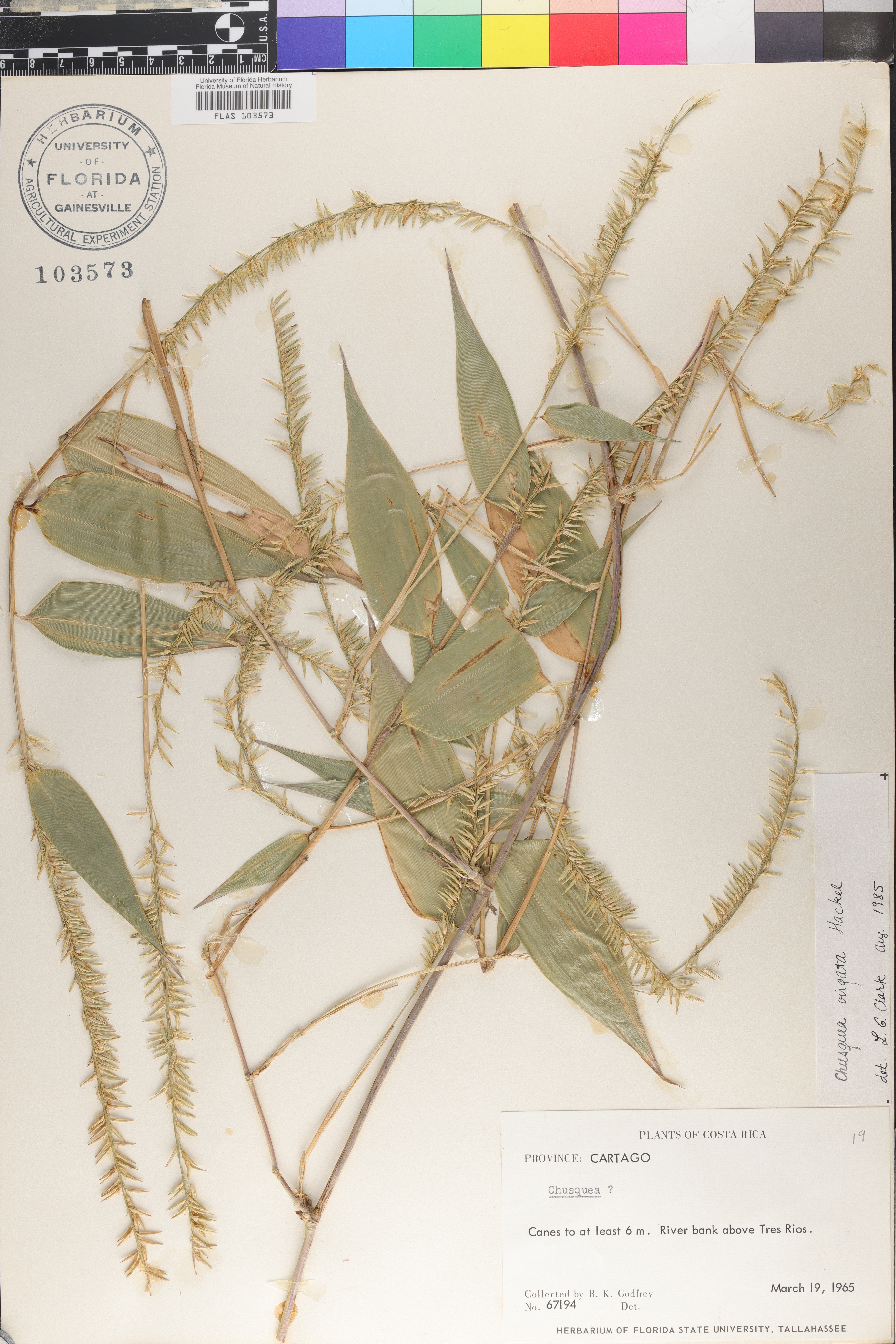Chusquea virgata image