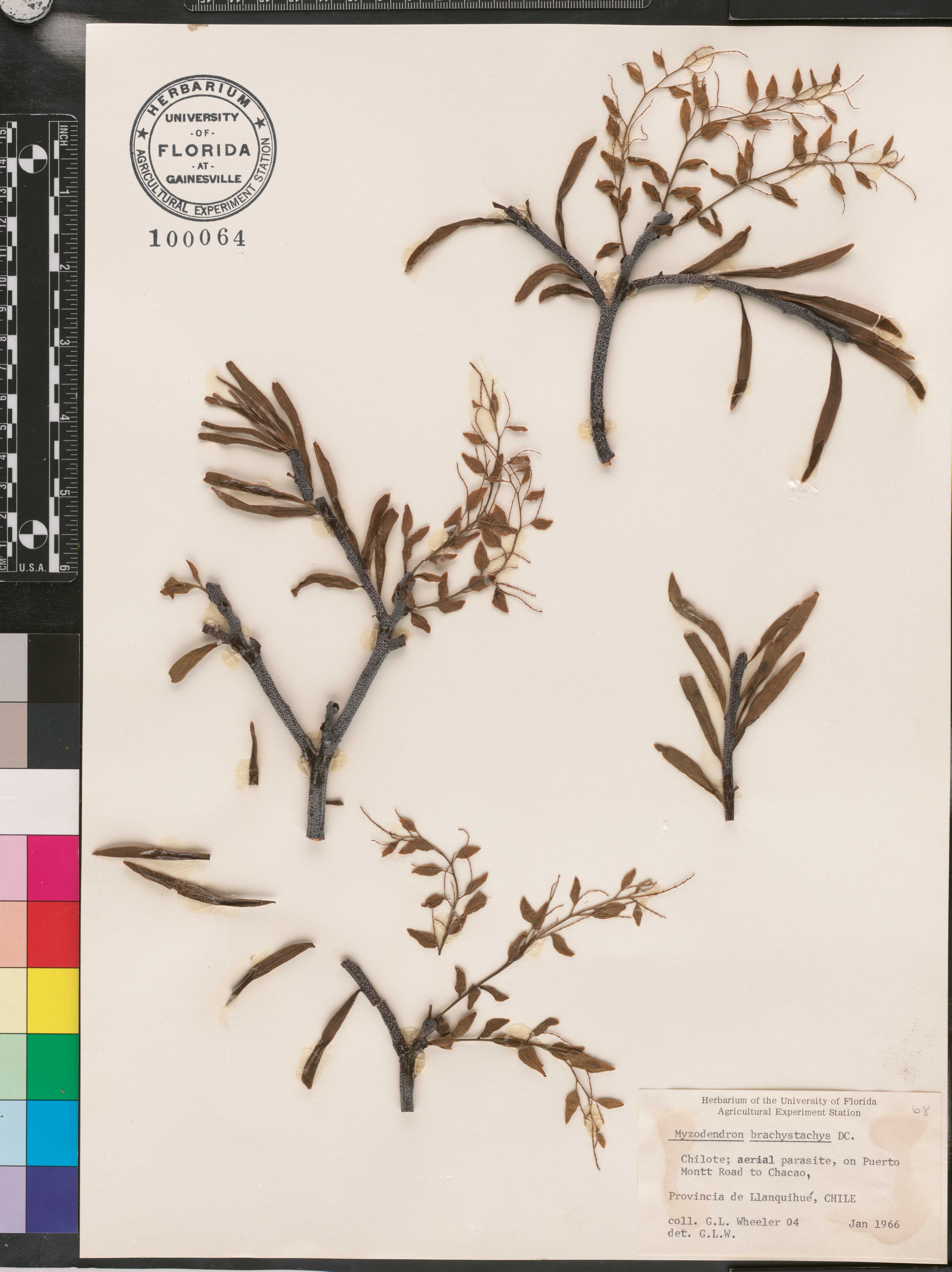 Misodendrum brachystachyum image