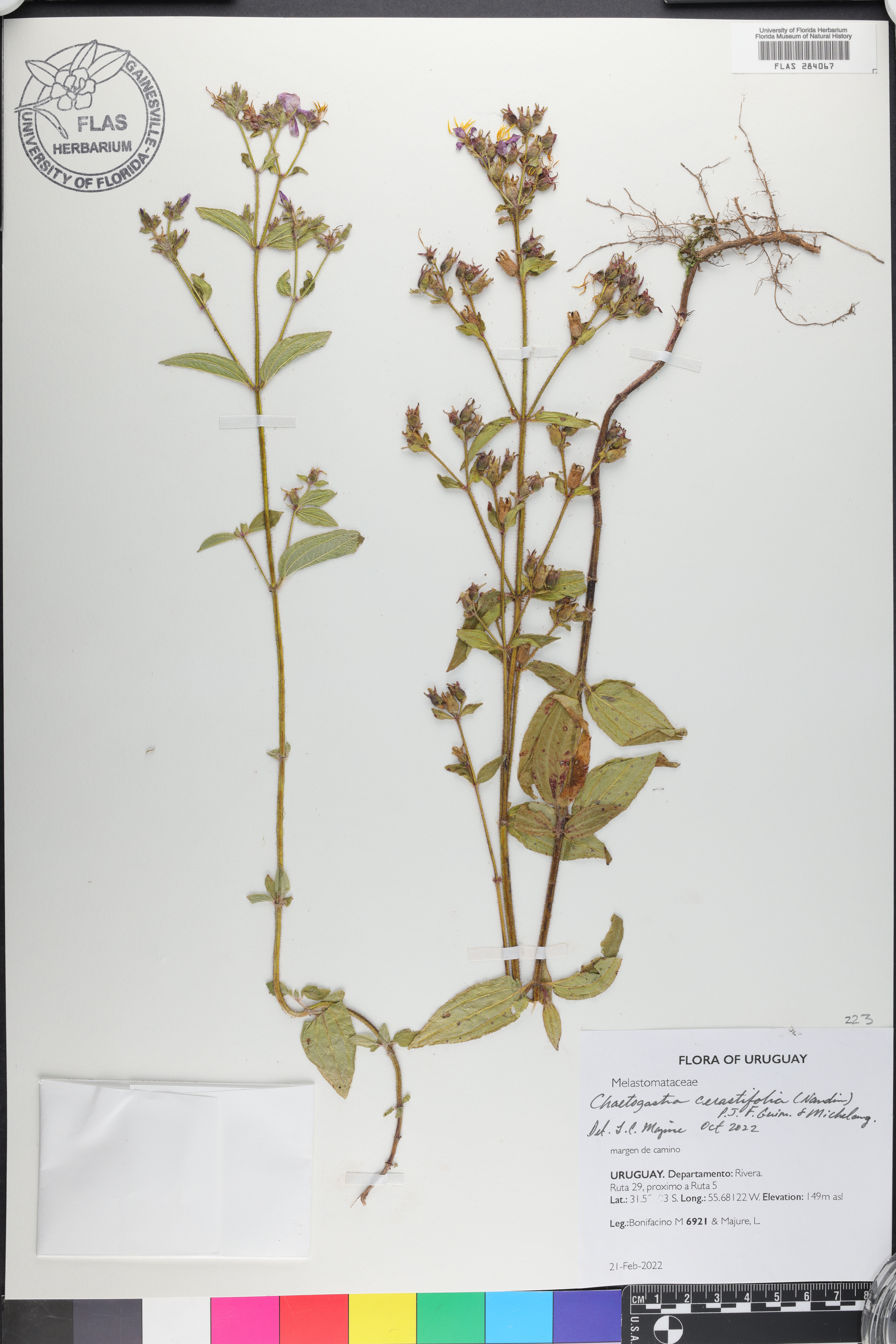 Chaetogastra cerastifolia image