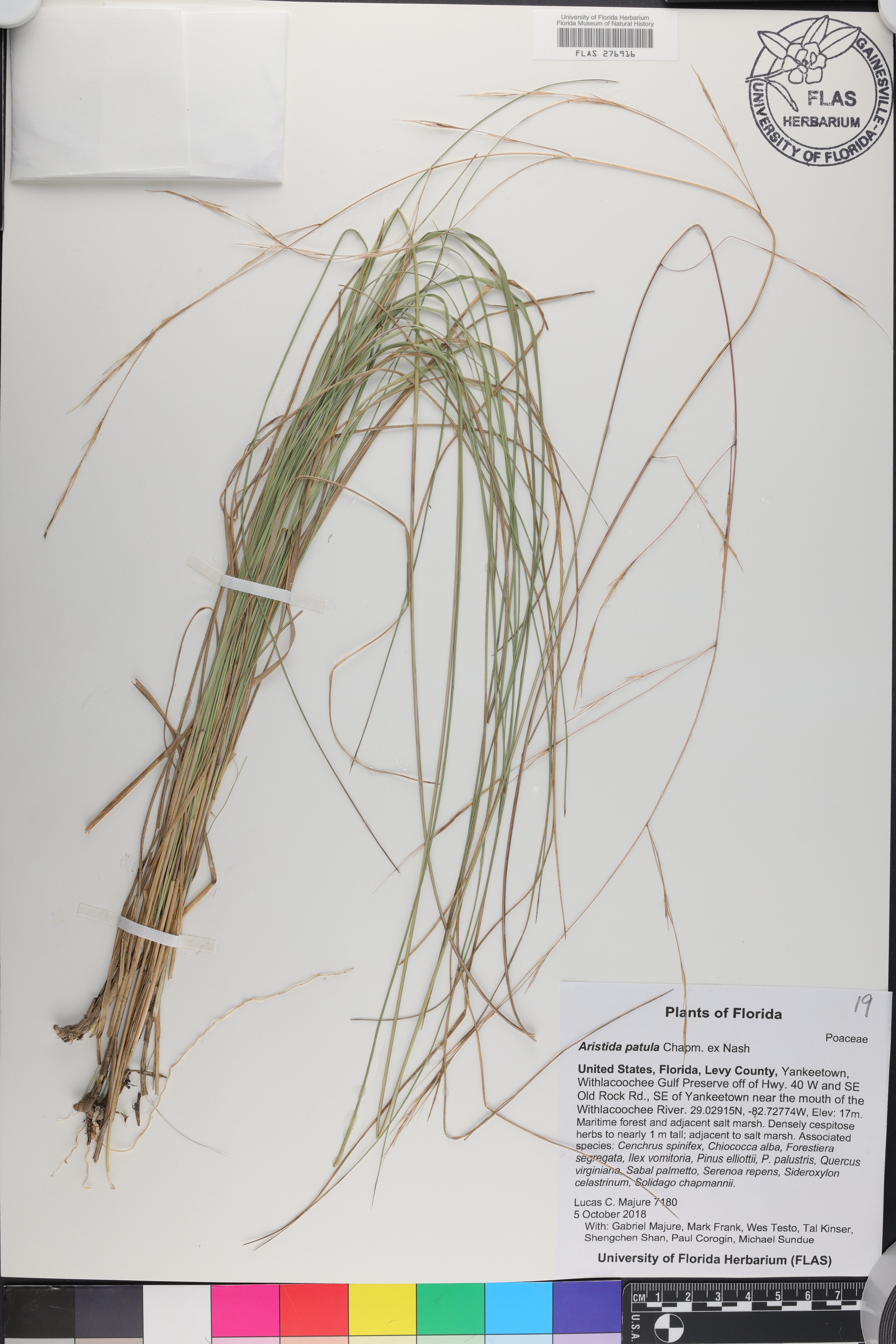 Aristida patula image