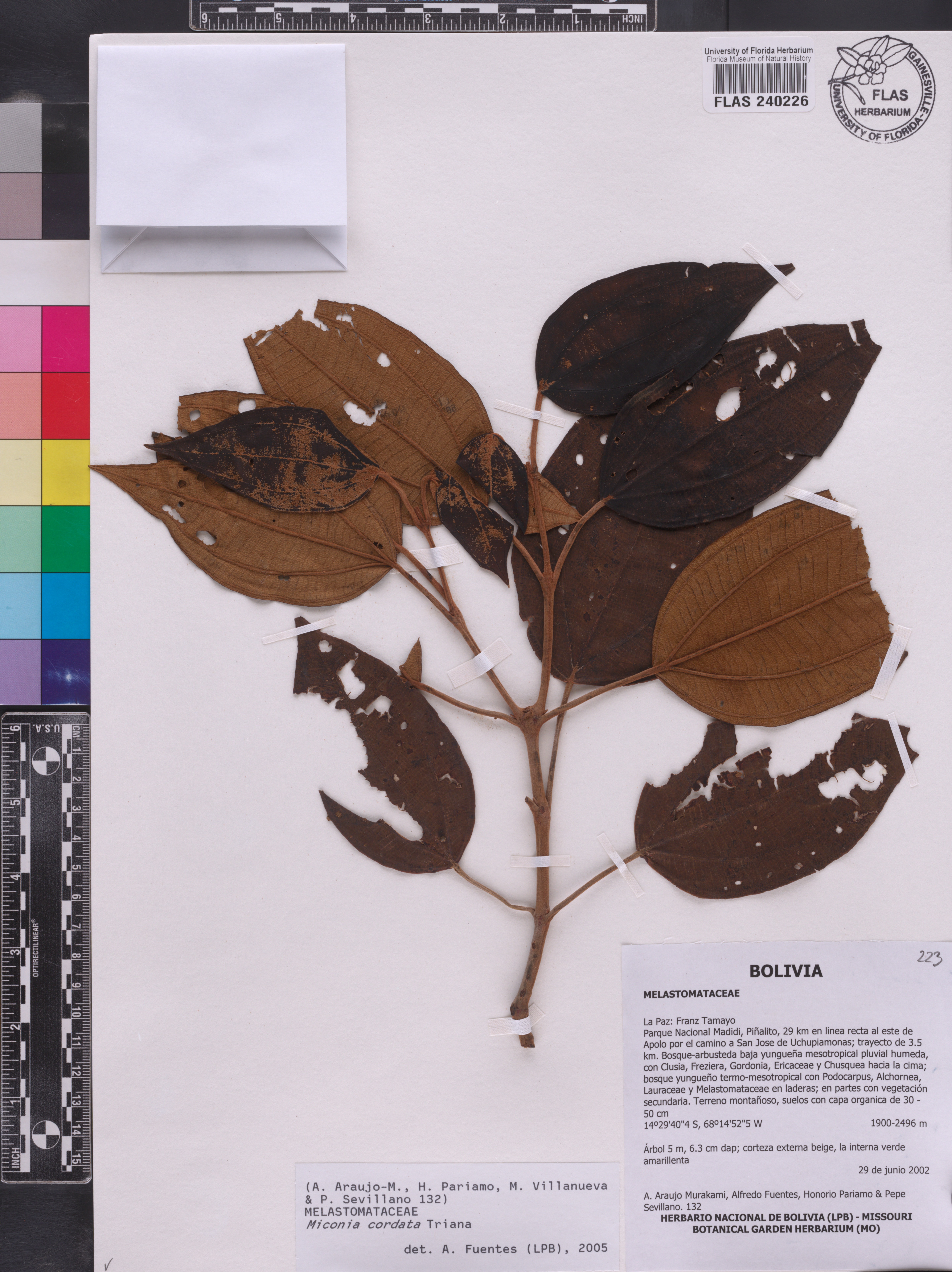 Miconia cordata image