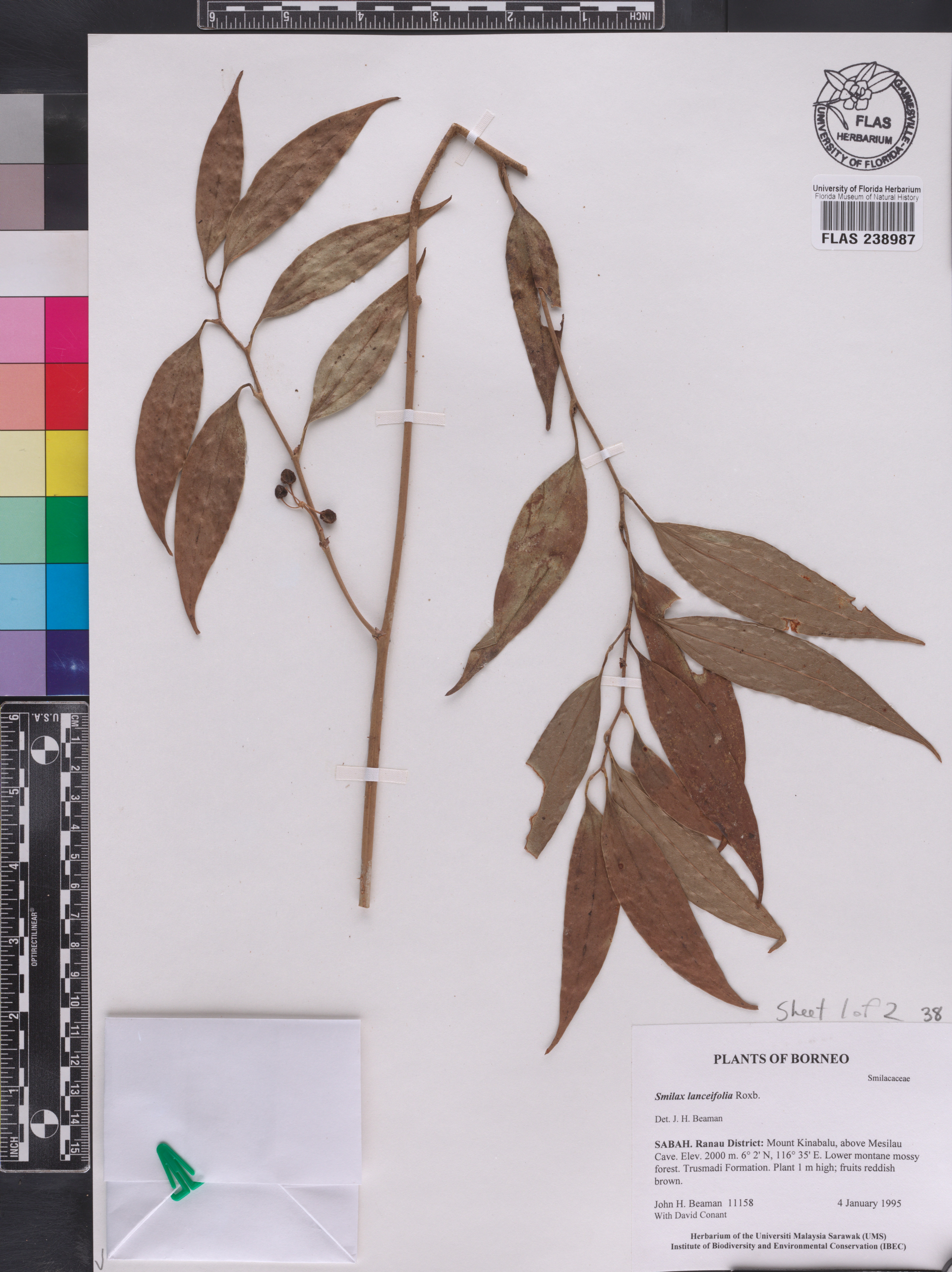 Smilax lanceifolia image