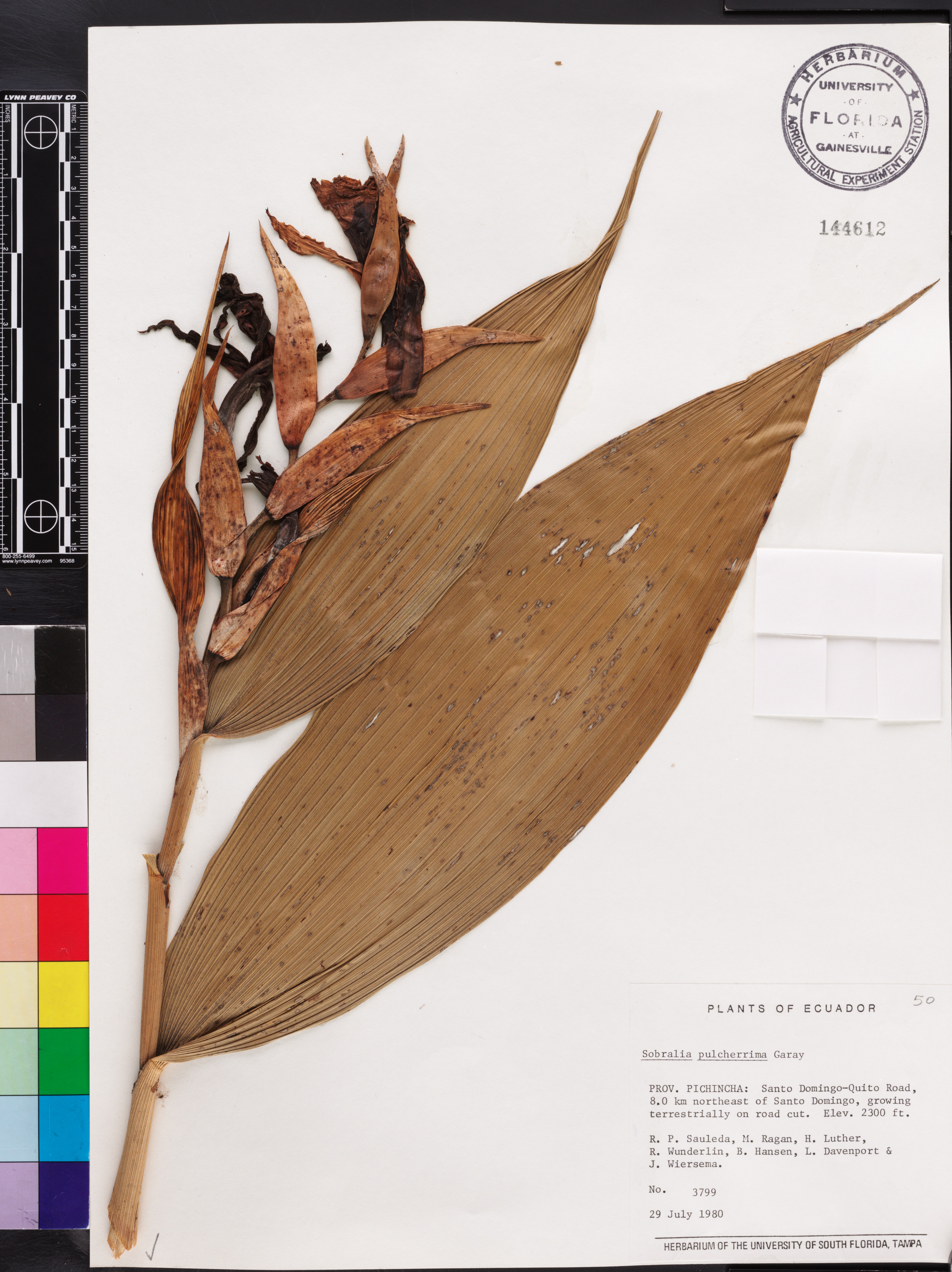 Sobralia pulcherrima thumbnail