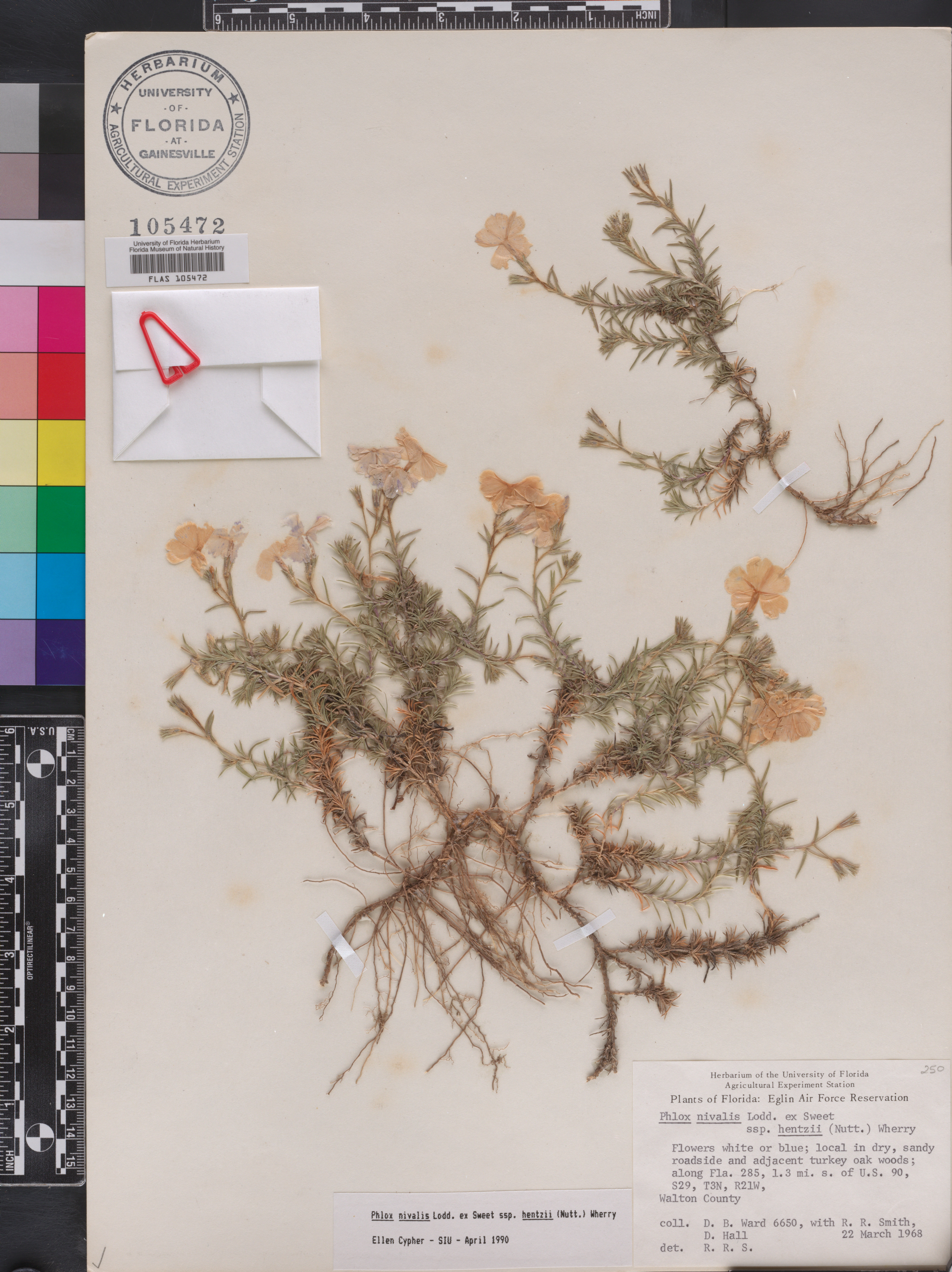 Phlox nivalis subsp. hentzii image