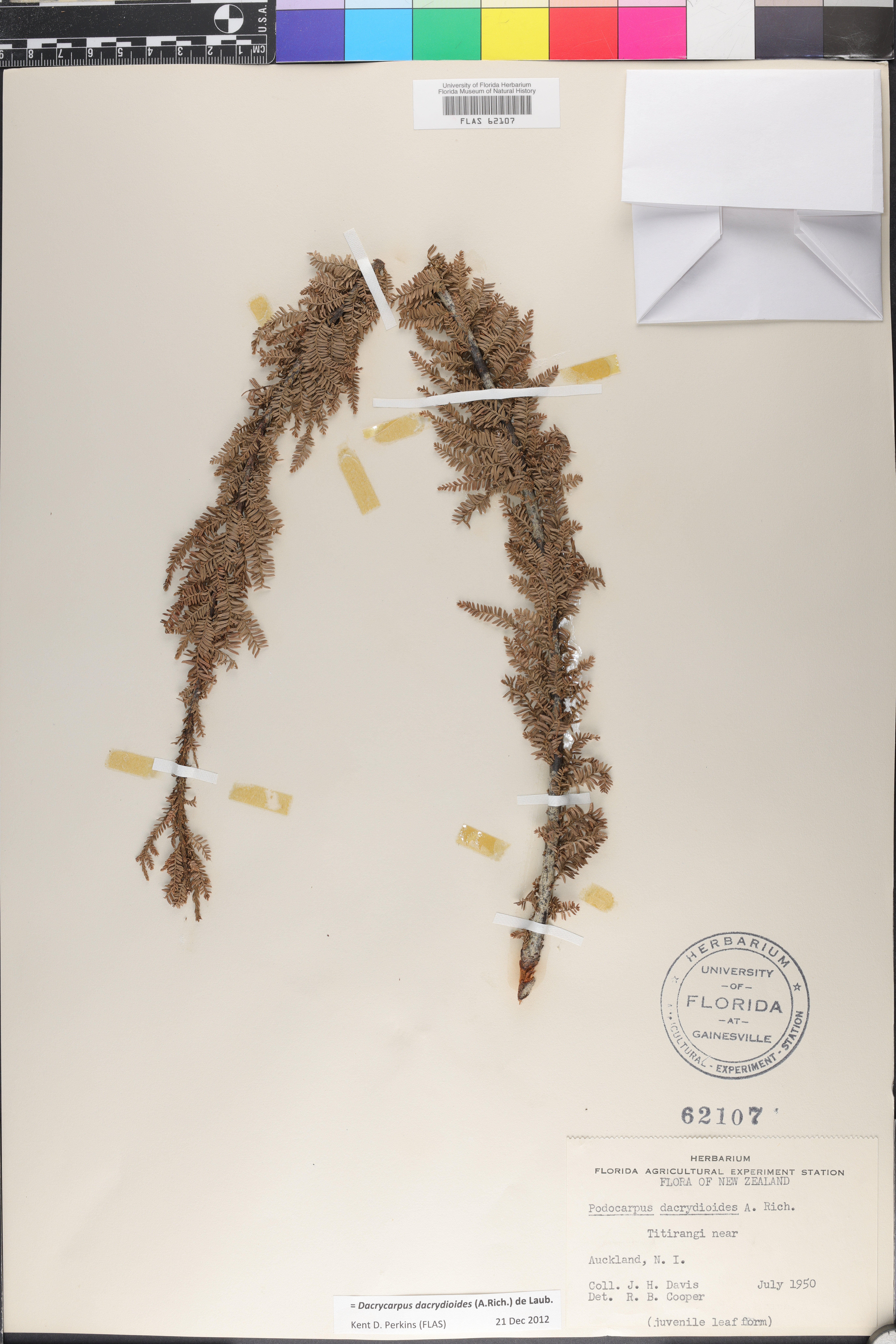 Dacrycarpus dacrydioides image