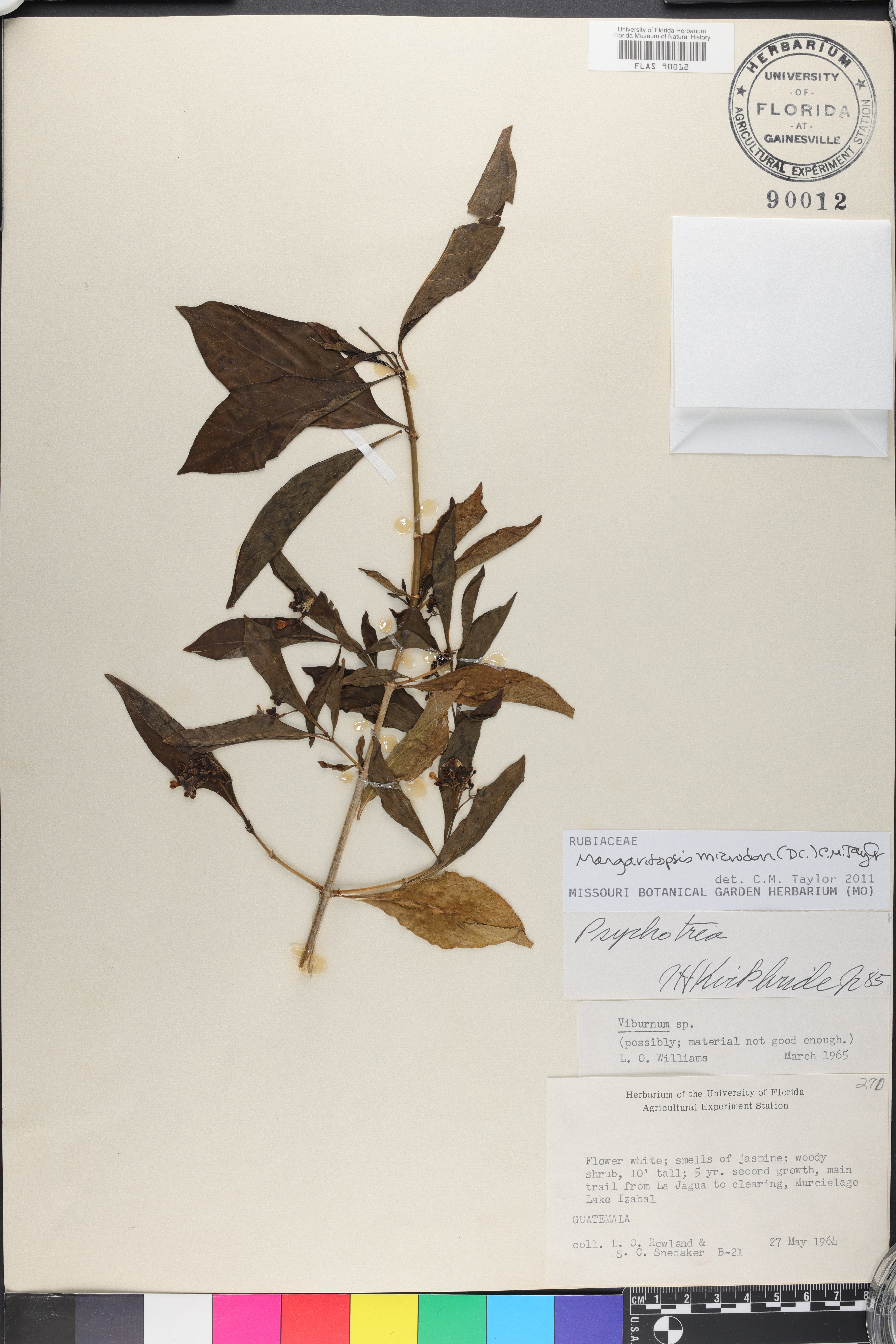Margaritopsis image