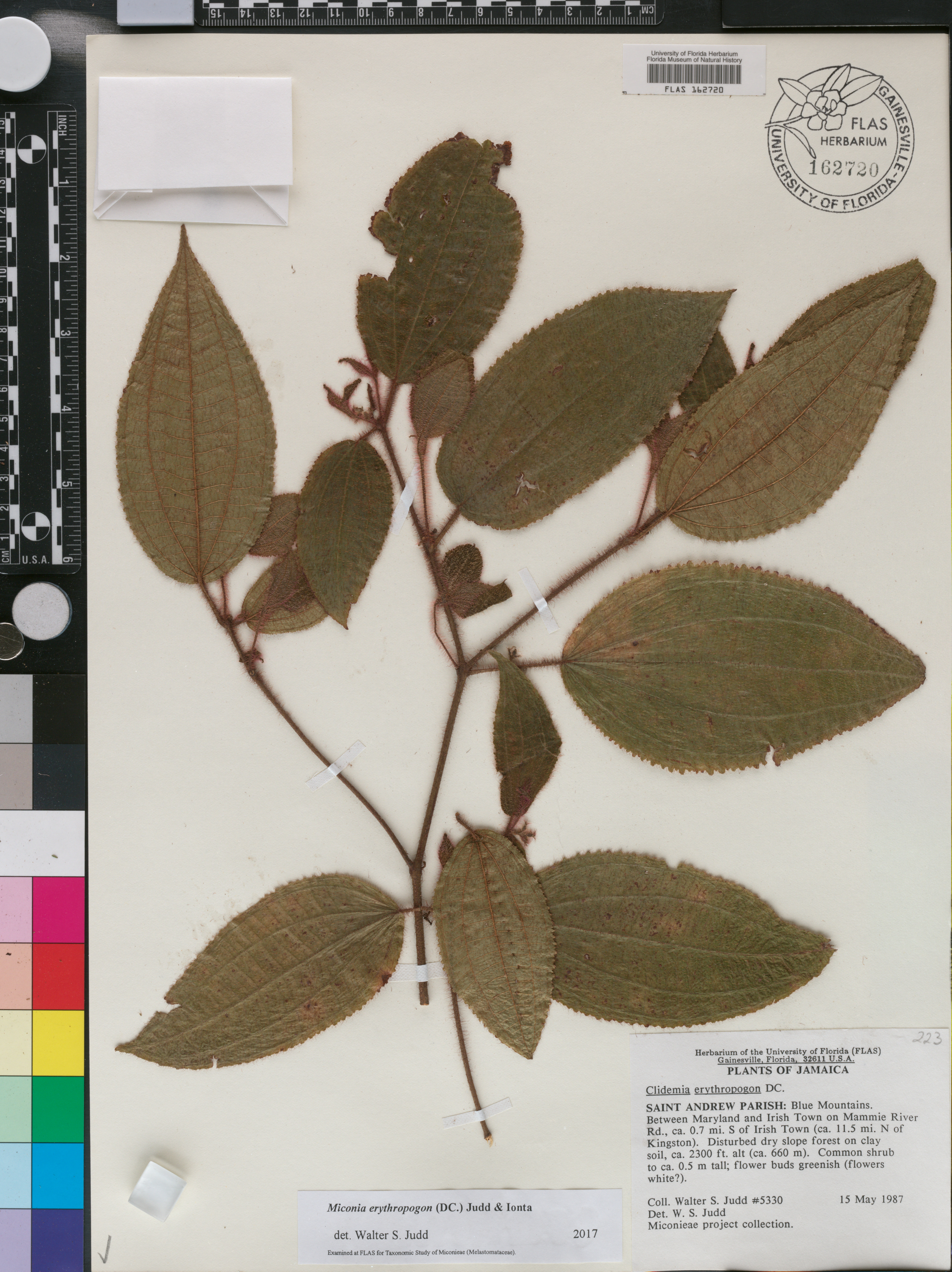 Miconia erythropogon image