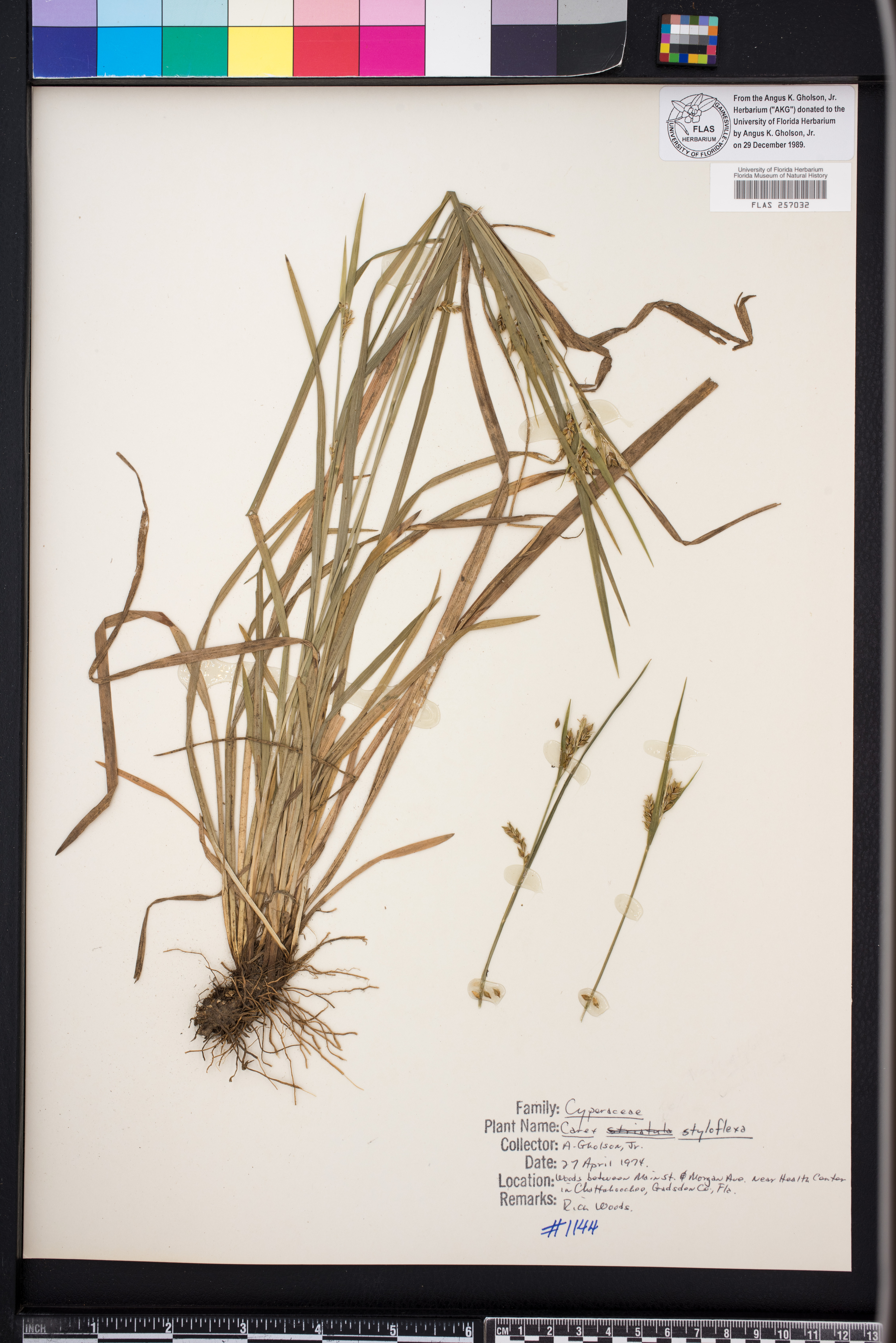 Carex styloflexa image