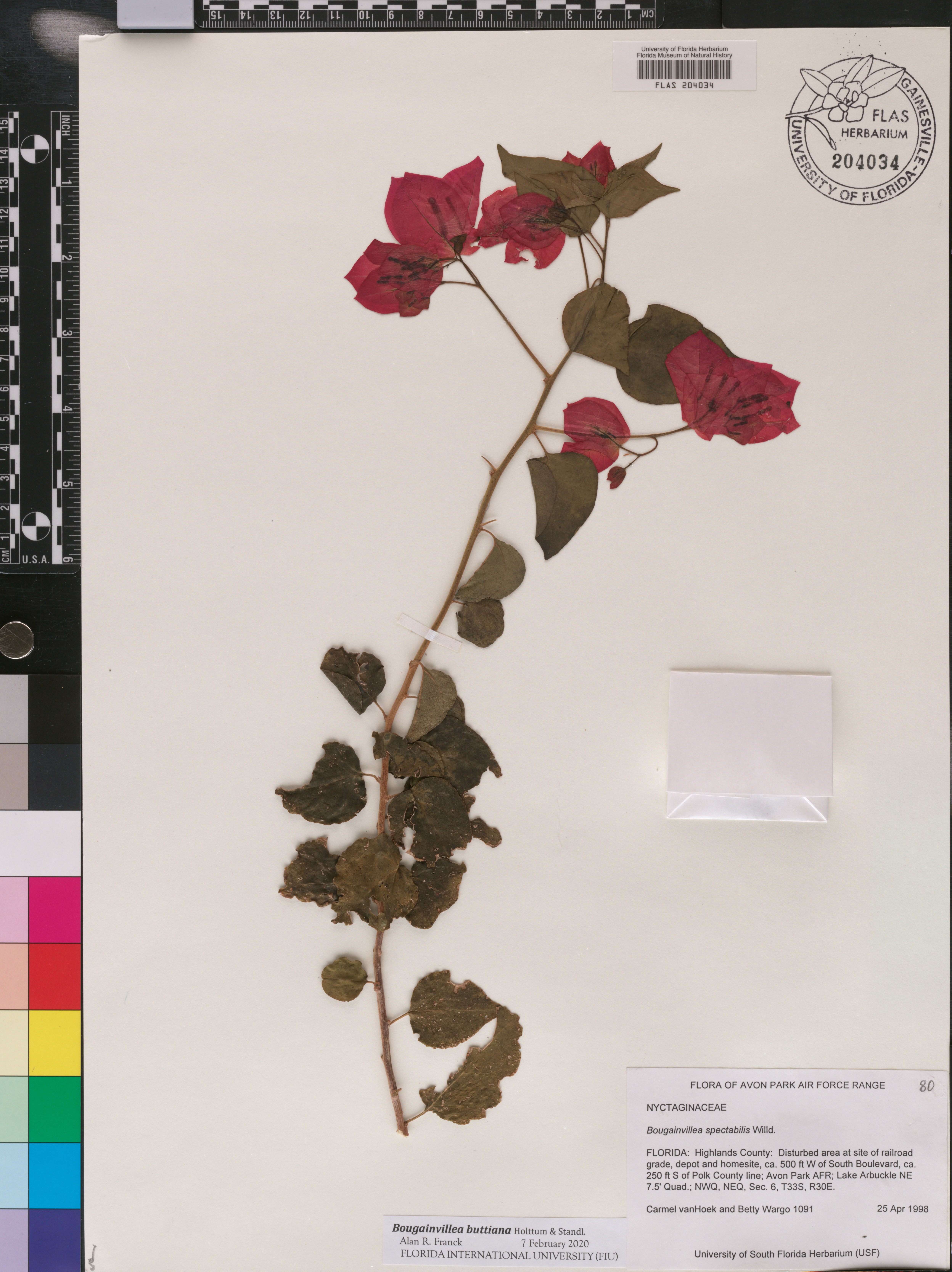 Bougainvillea buttiana image