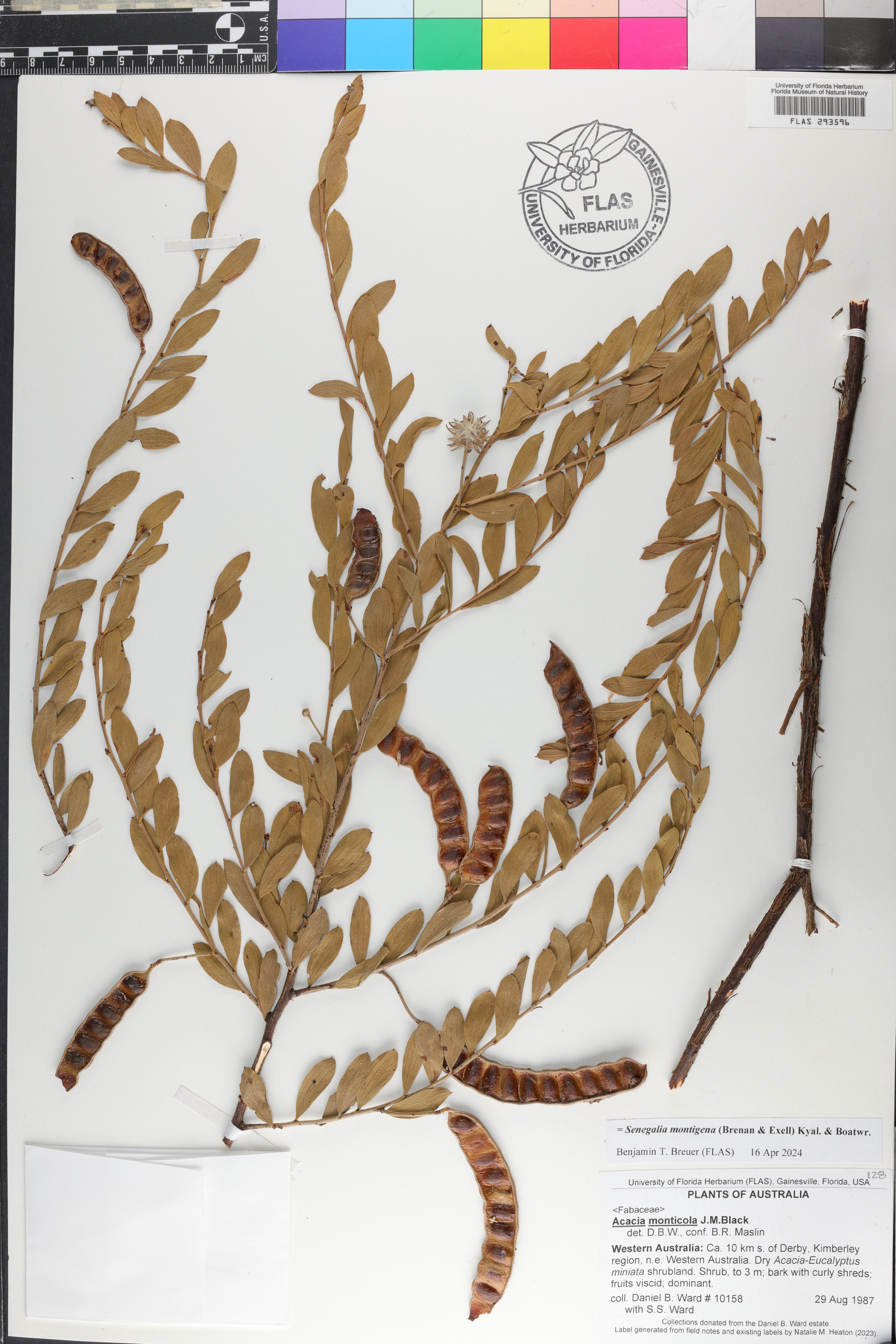 Senegalia montigena image