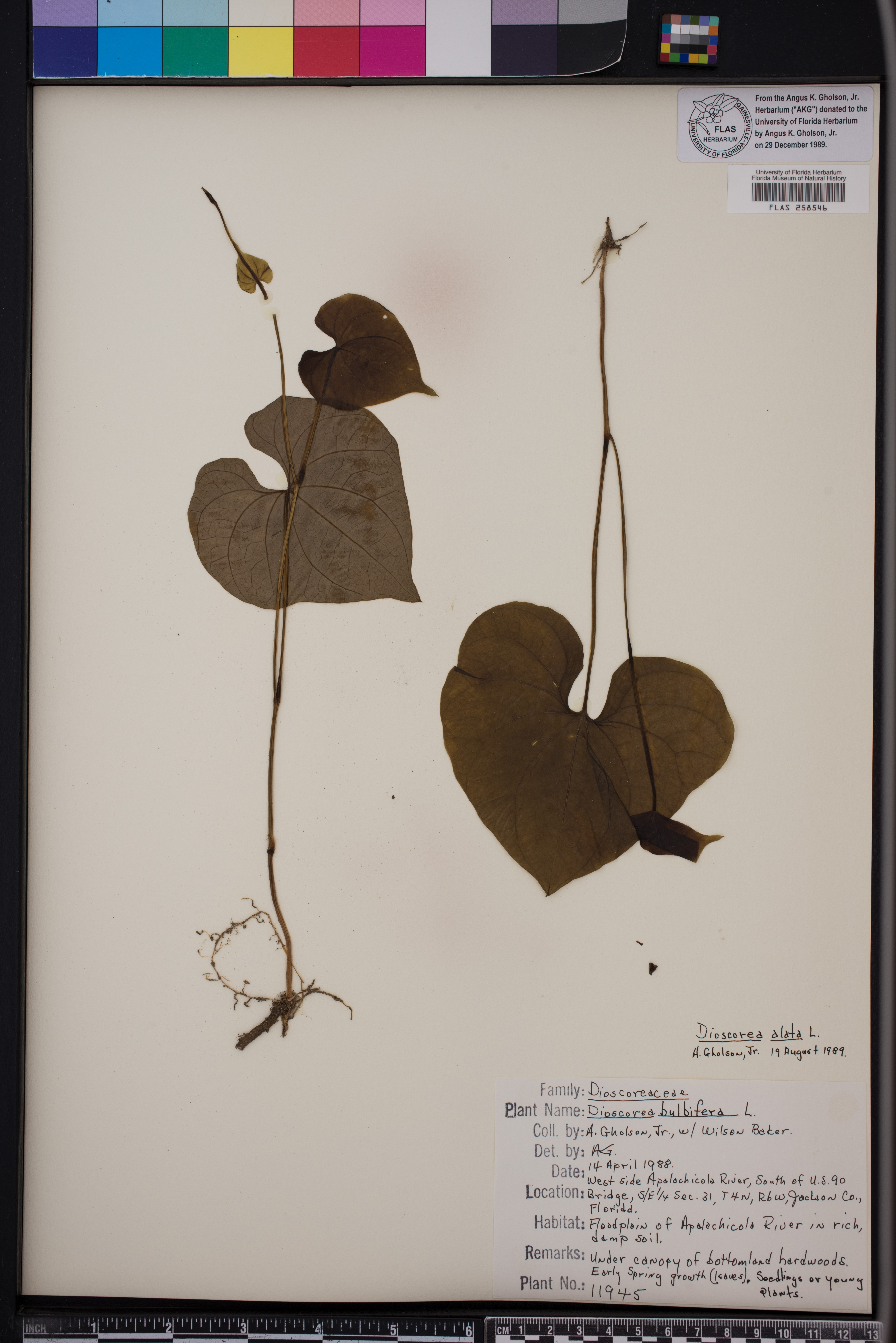 Dioscorea alata image
