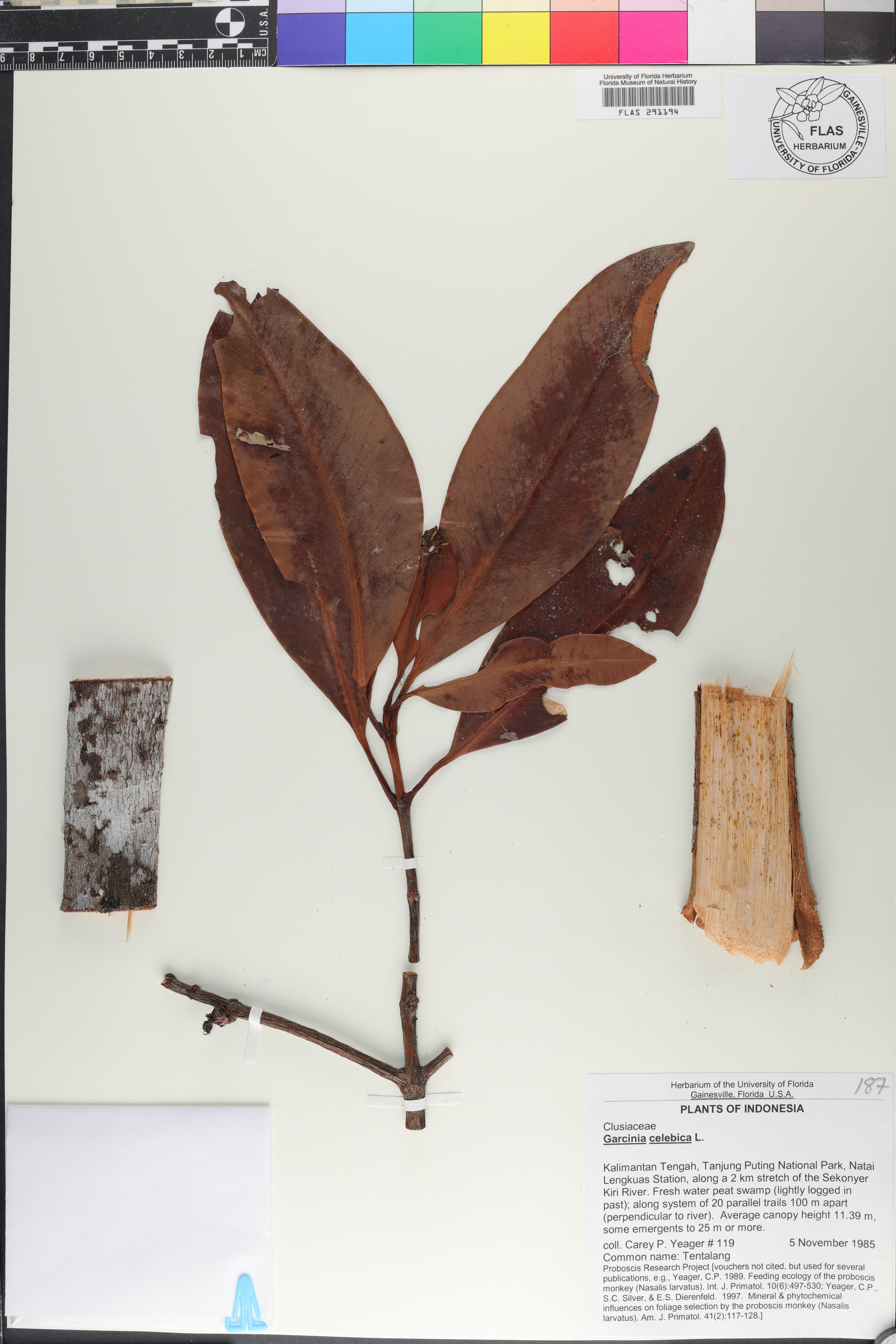 Garcinia celebica image