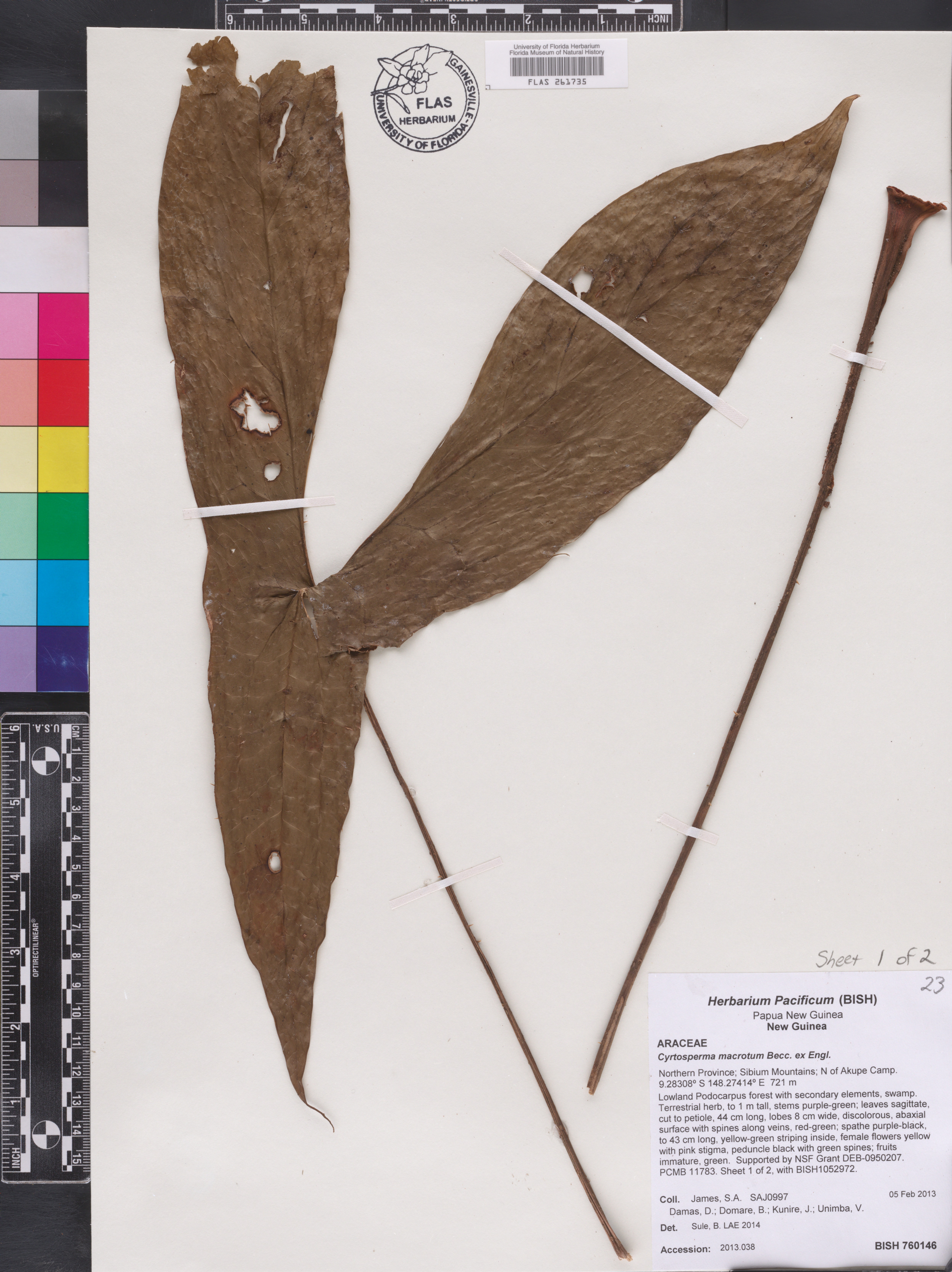 Cyrtosperma image
