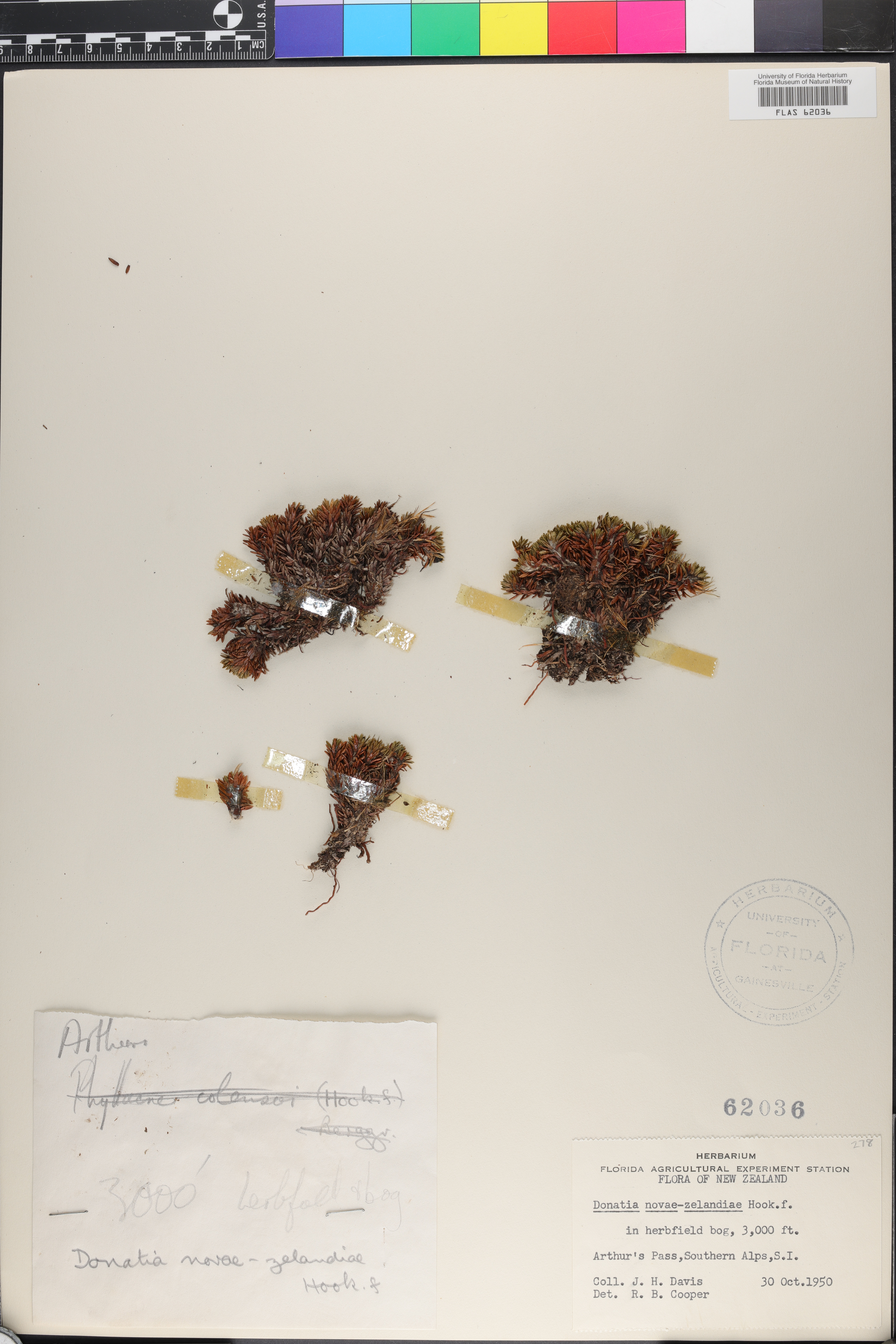 Donatia image