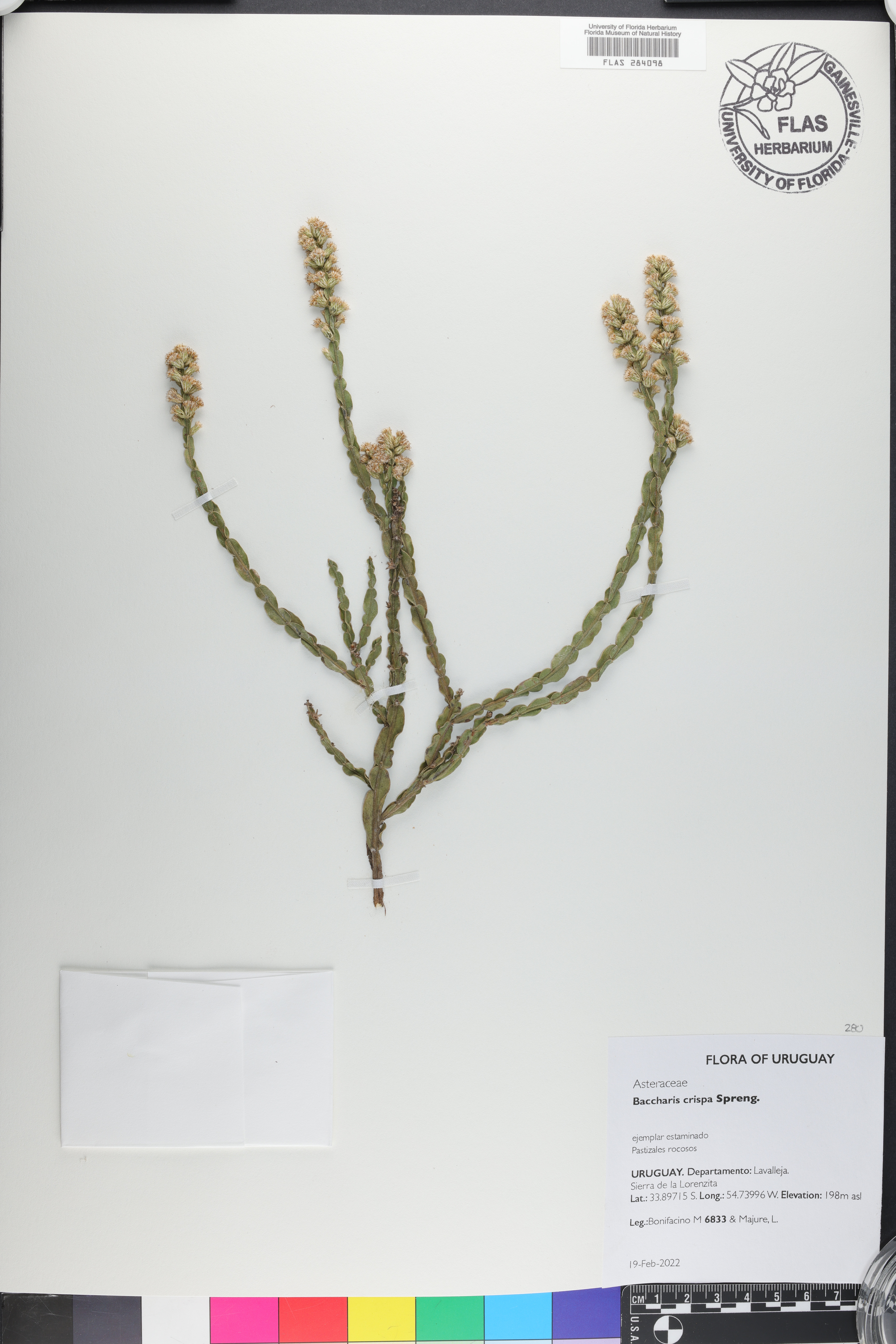 Baccharis crispa image