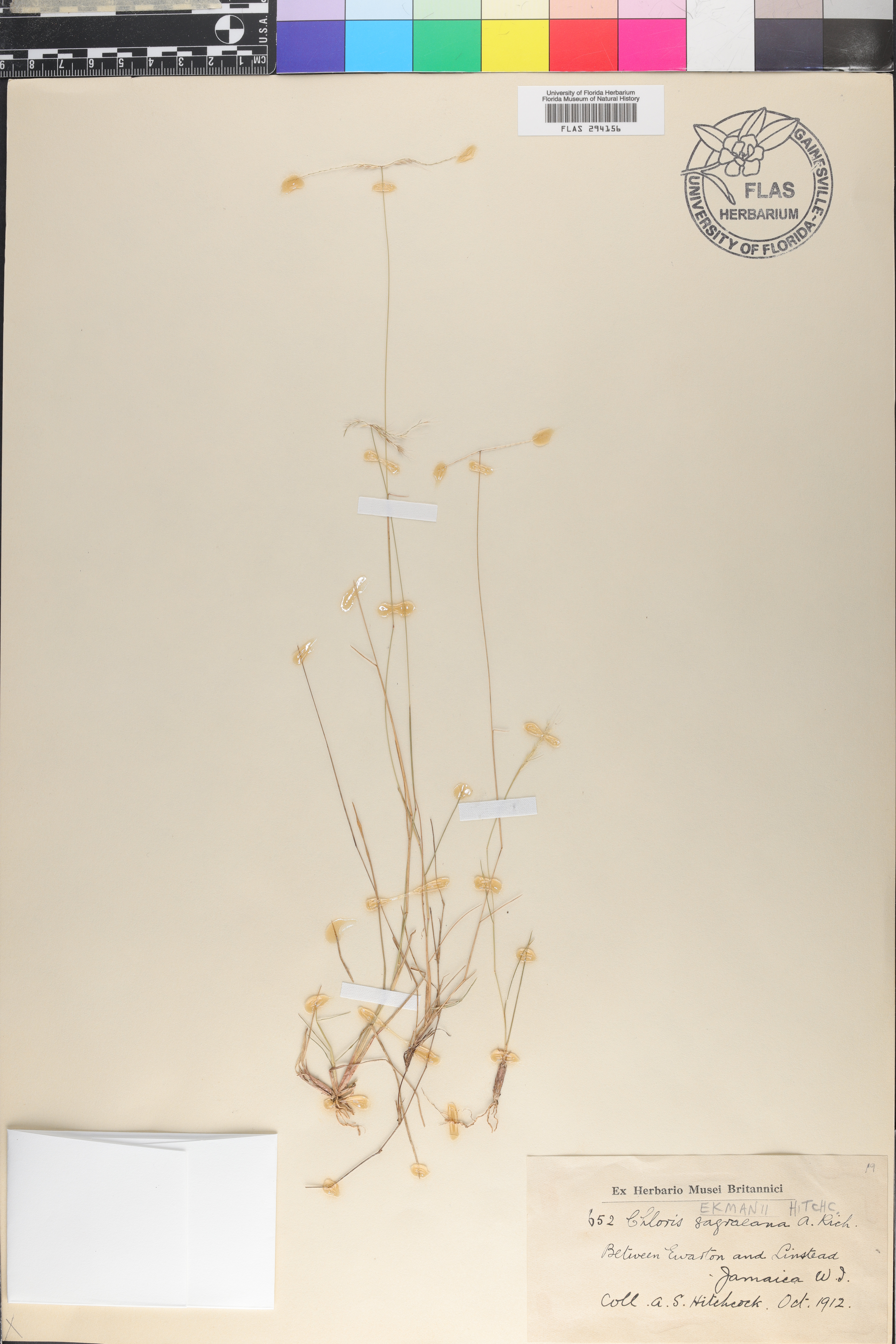 Chloris ekmanii image