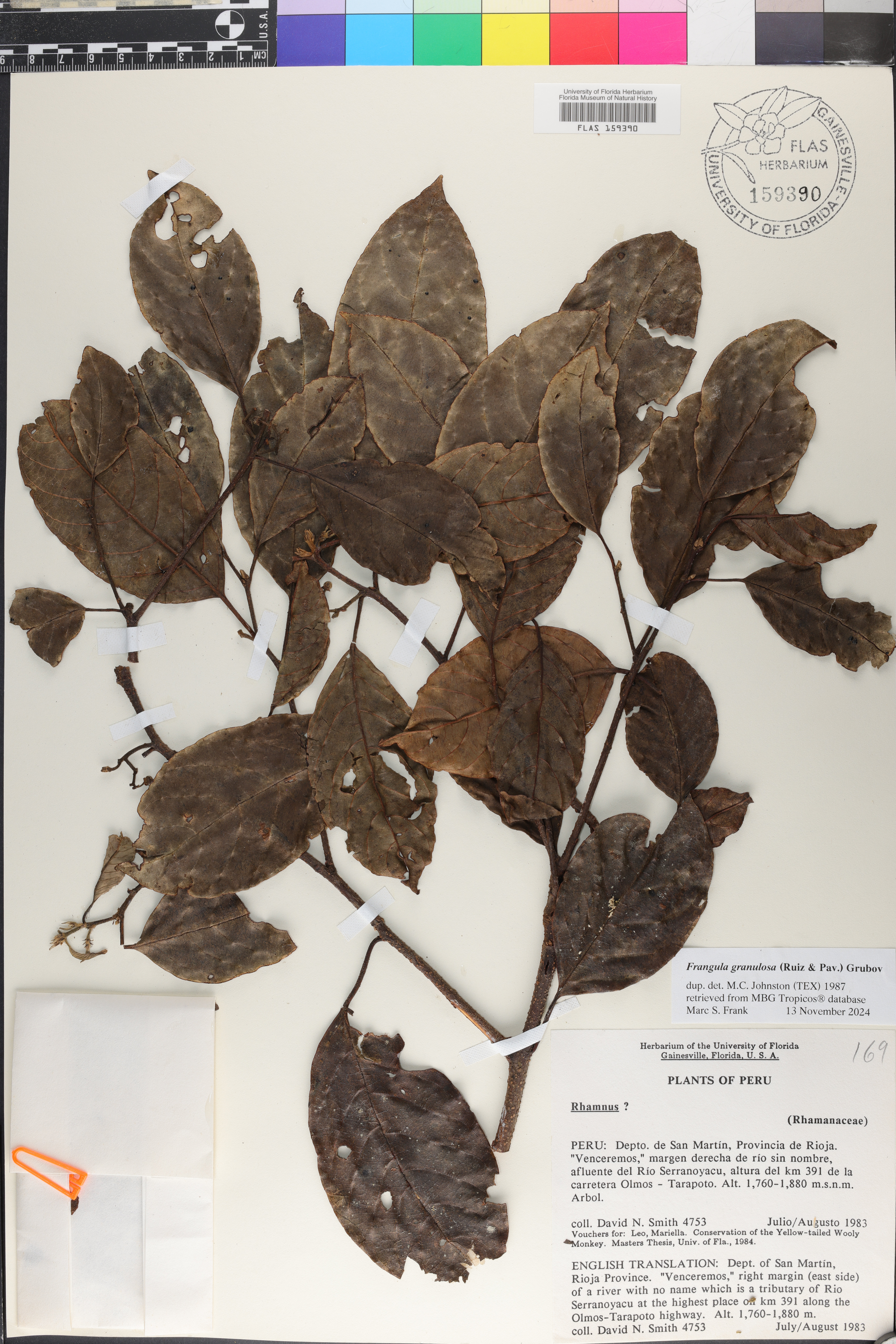 Frangula granulosa image