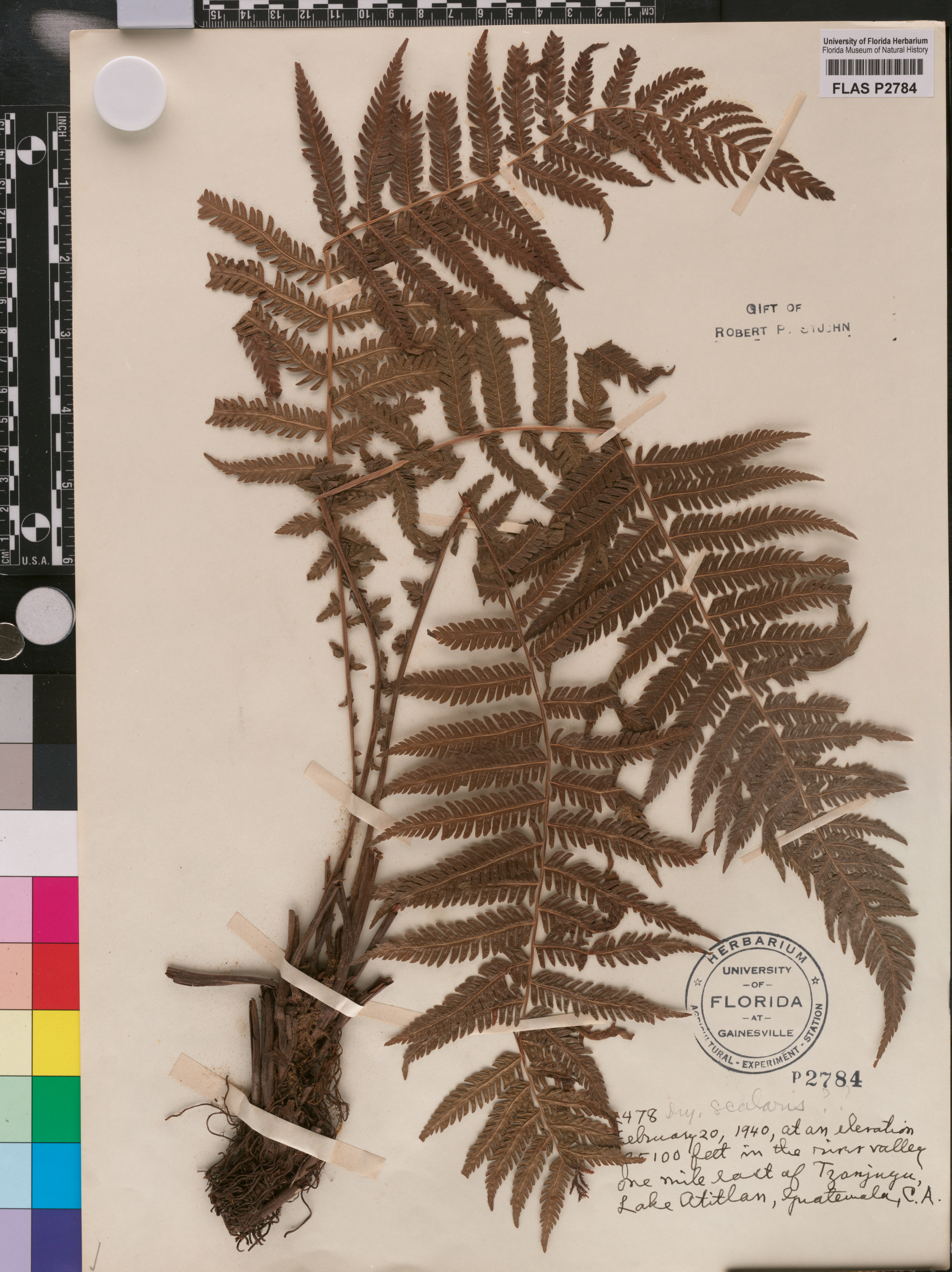 Amauropelta scalaris image